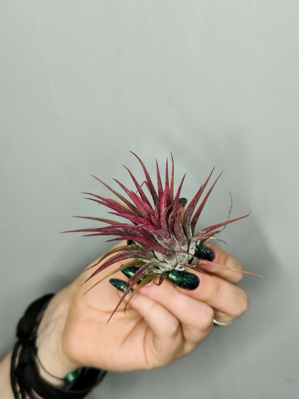 Тилландсия Ионанта Красная (Tillandsia Ionantha Red)