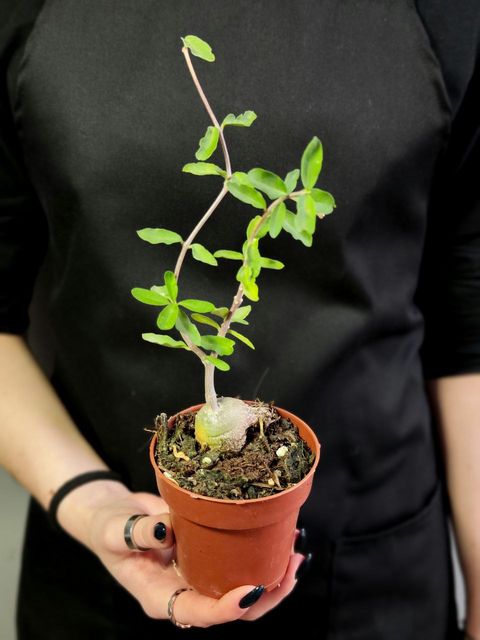 Фокея Эдулис (Fockea Edulis) D8,5см