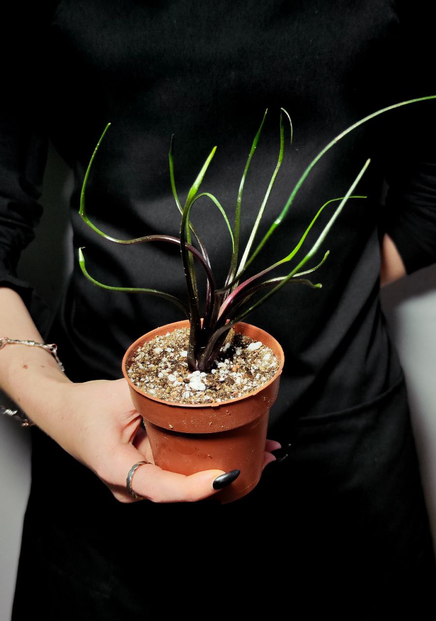 Алоказия Плюмбея "Летающий Кальмар" (Alocasia Plumbea Flying Squid) D9см