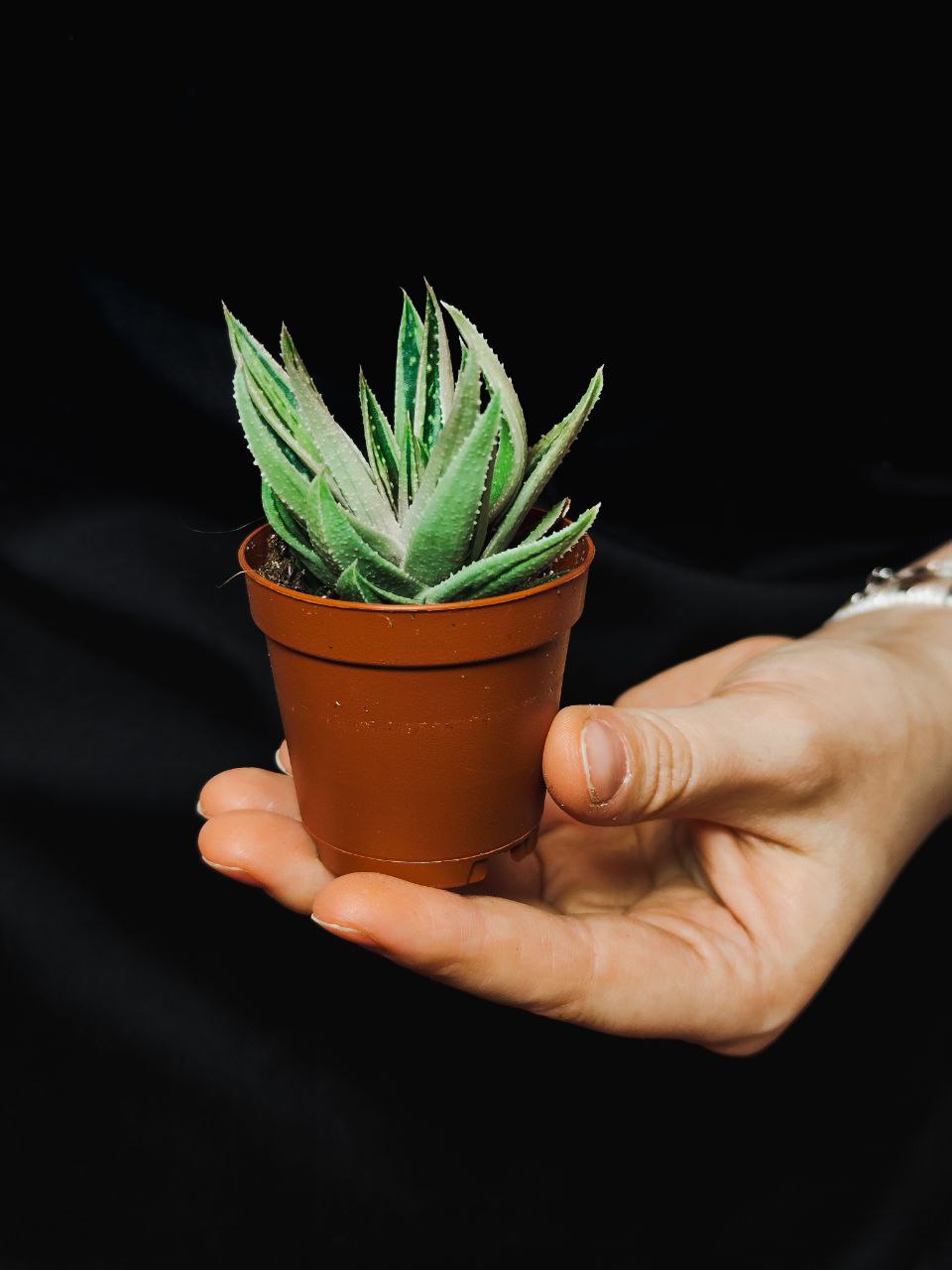 Гастералоэ Вариегата (Gasteraloe Variagata) D5см