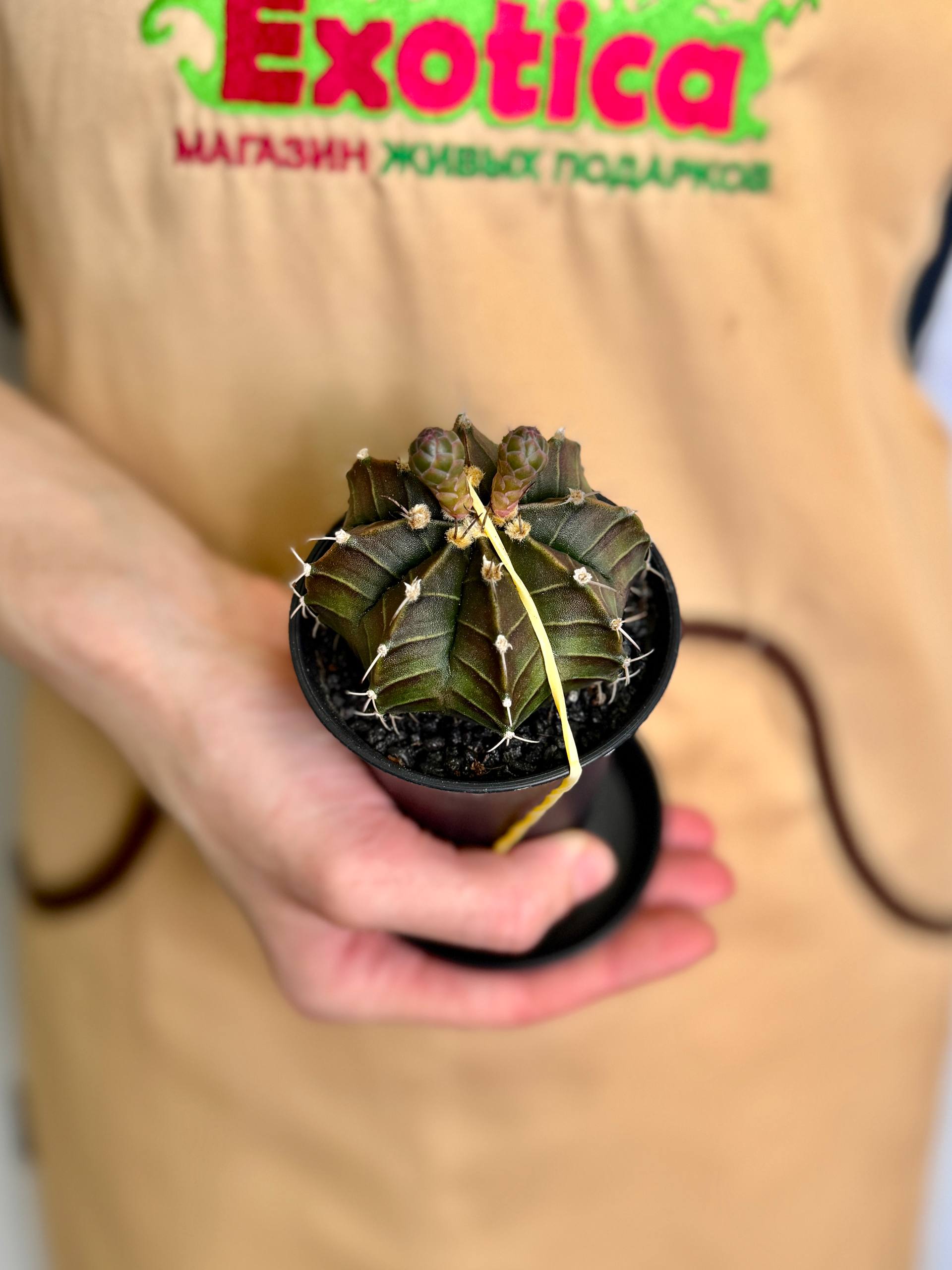 Гимнокалициум Фридриха (Gymnocalycium Friedrichii) D7,5см