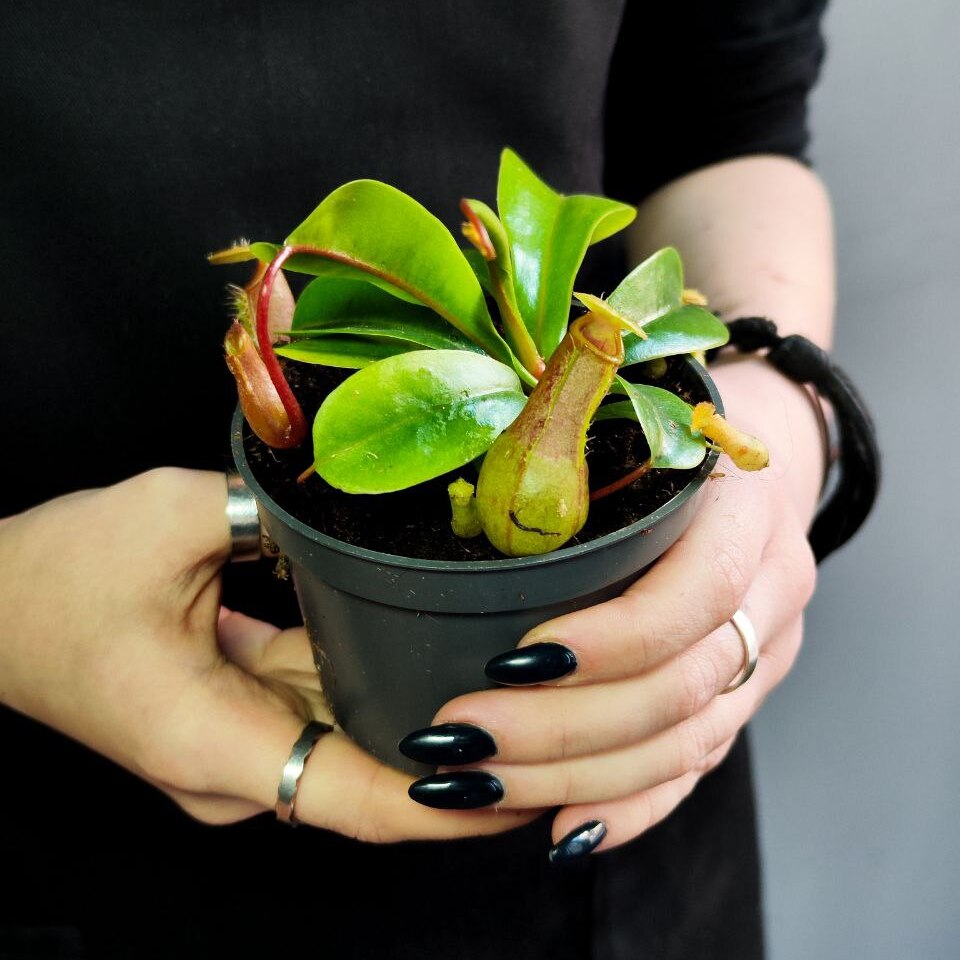 Непентес Луркей (Nepenthes Lourkei) D9см
