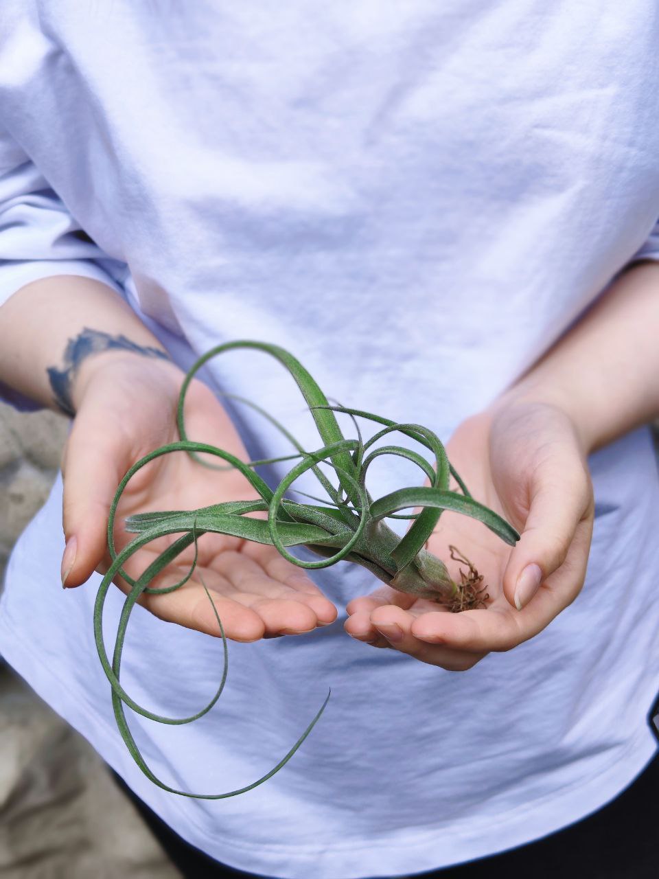 Тилландсия Курли Слим (Tillandsia Сurly Slim)