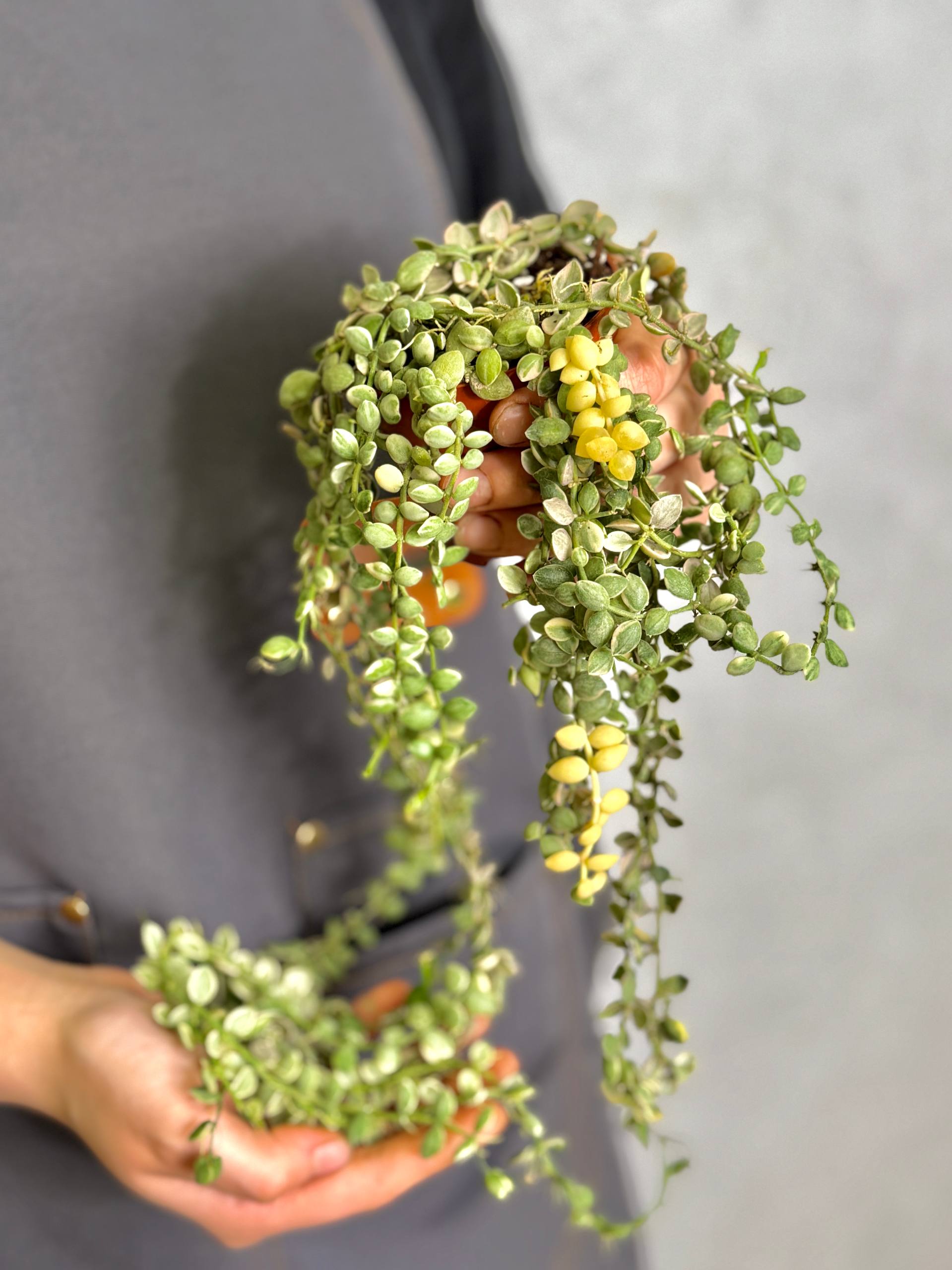 Дисхидия Нуммулария Вариегатная (Dischidia Nummularia Variegata) D8см