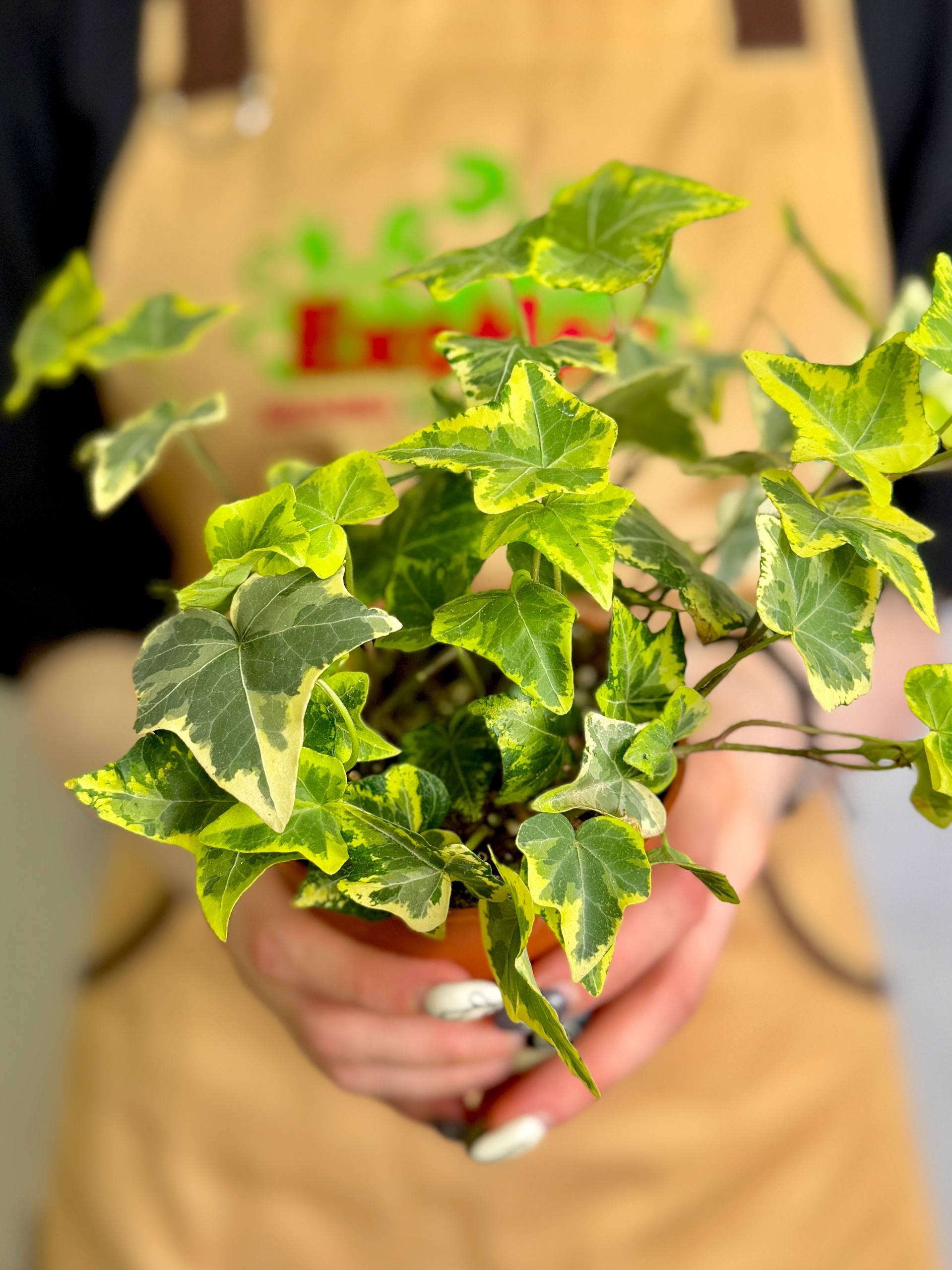 Плющ Хедера Голден Колибри (Hedera Helix Golden Kolibri) D9см