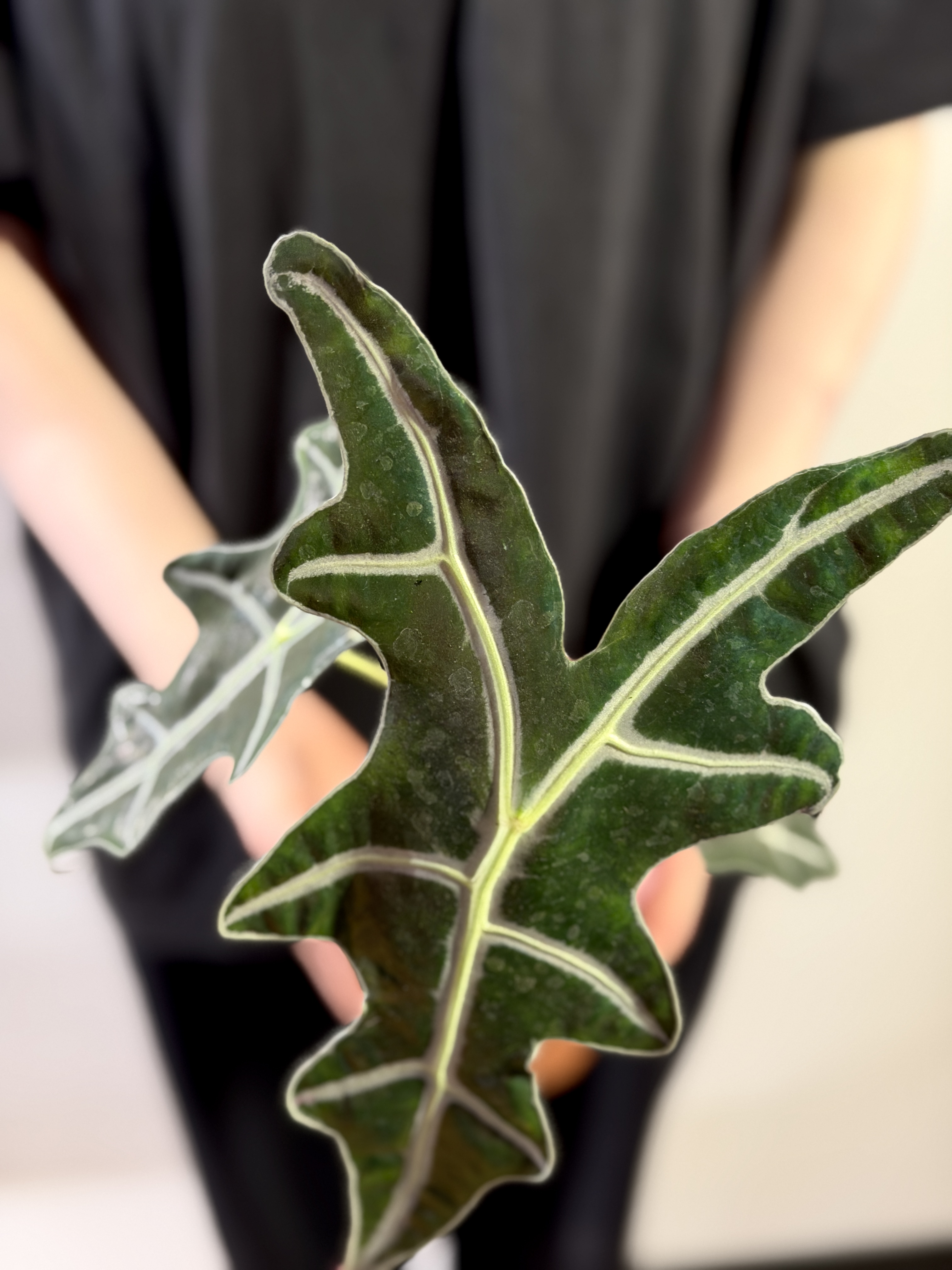 Алоказия Нобилис (Alocasia Sanderiana Nobilis) D10см