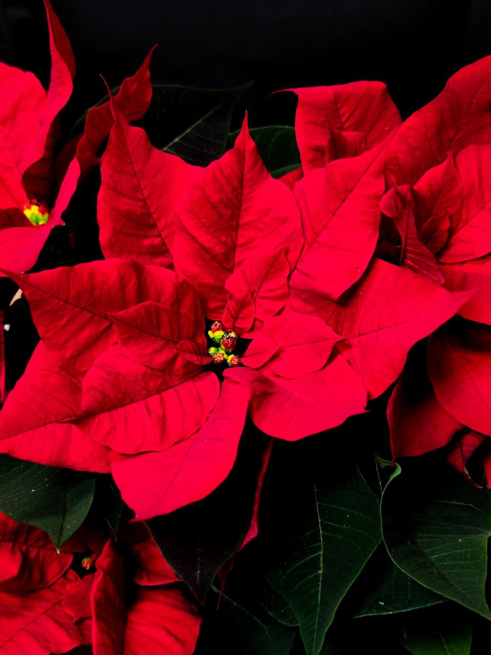 Пуансеттия Фрея Красная (Poinsettia Freya Red) D13см