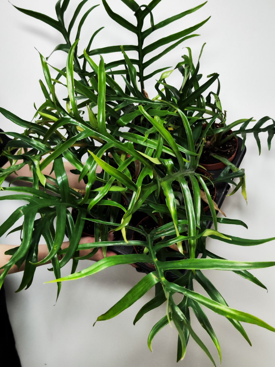 Филодендрон Элеганс Тортум (Philodendron Tortum) D11см