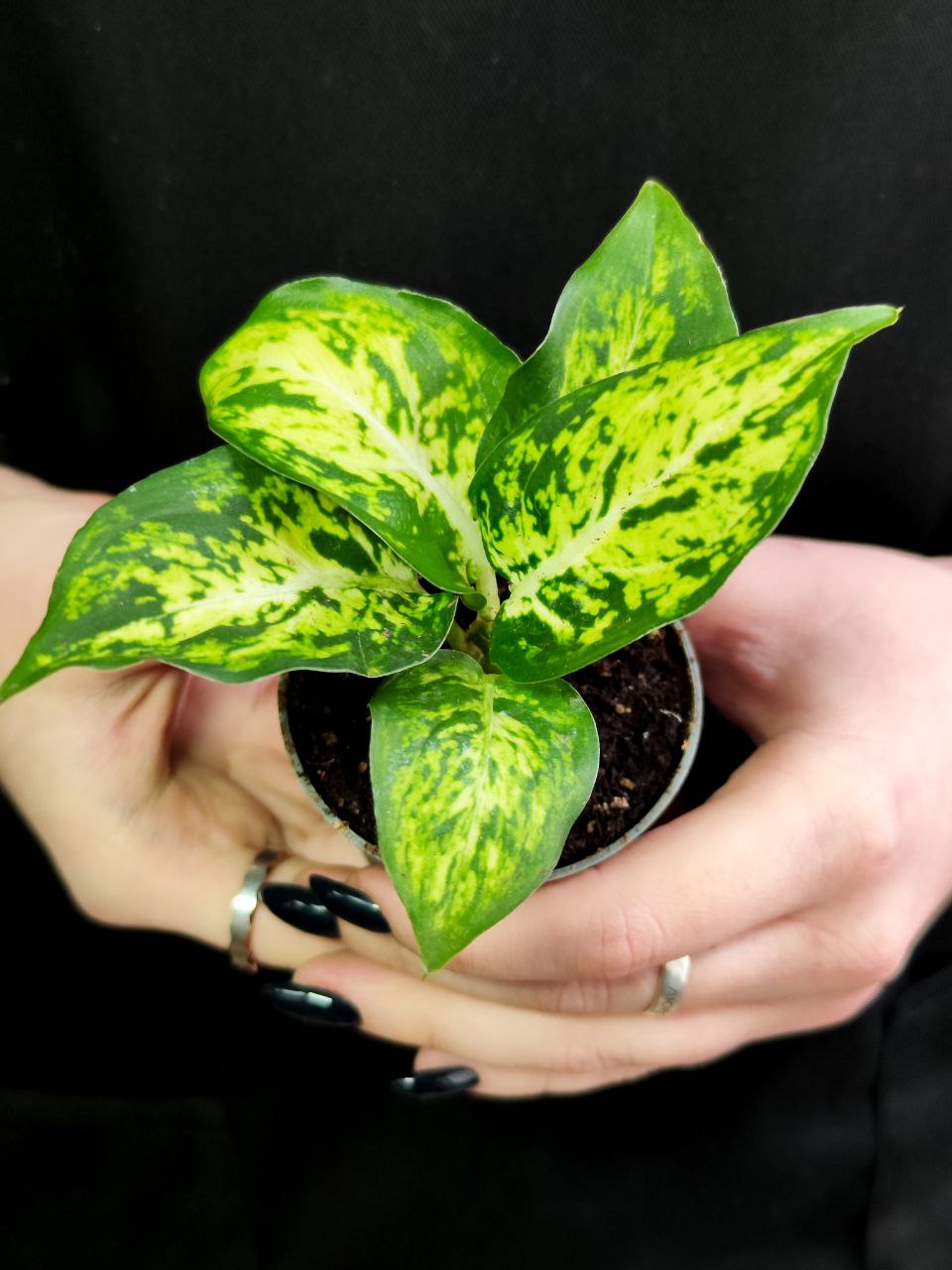 Диффенбахия Макулата Ами (Dieffenbachia Maculata Amy) D6см