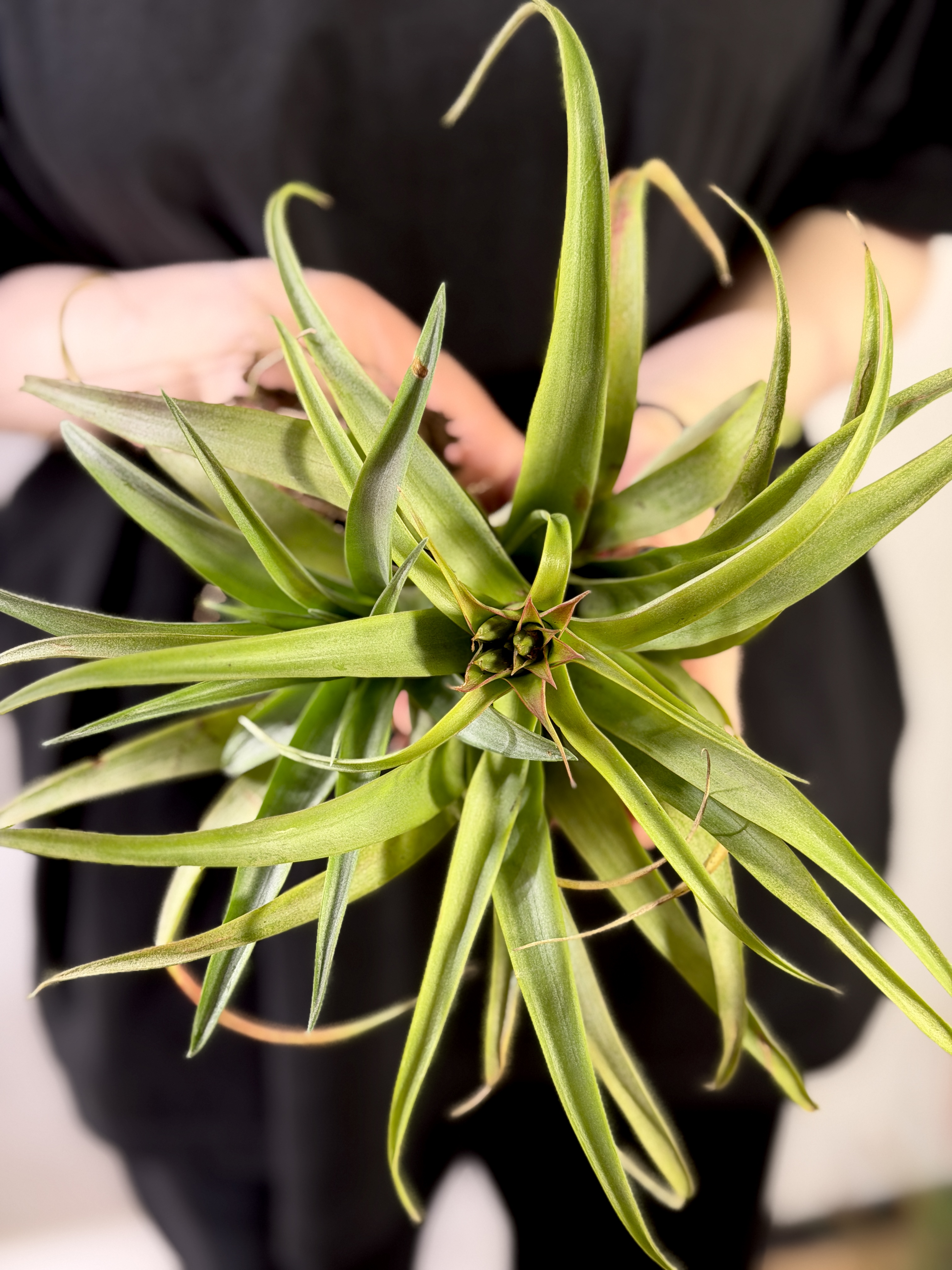 Тилландсия Рубра Капитата XL (Tillandsia Rubra Capitata XL)
