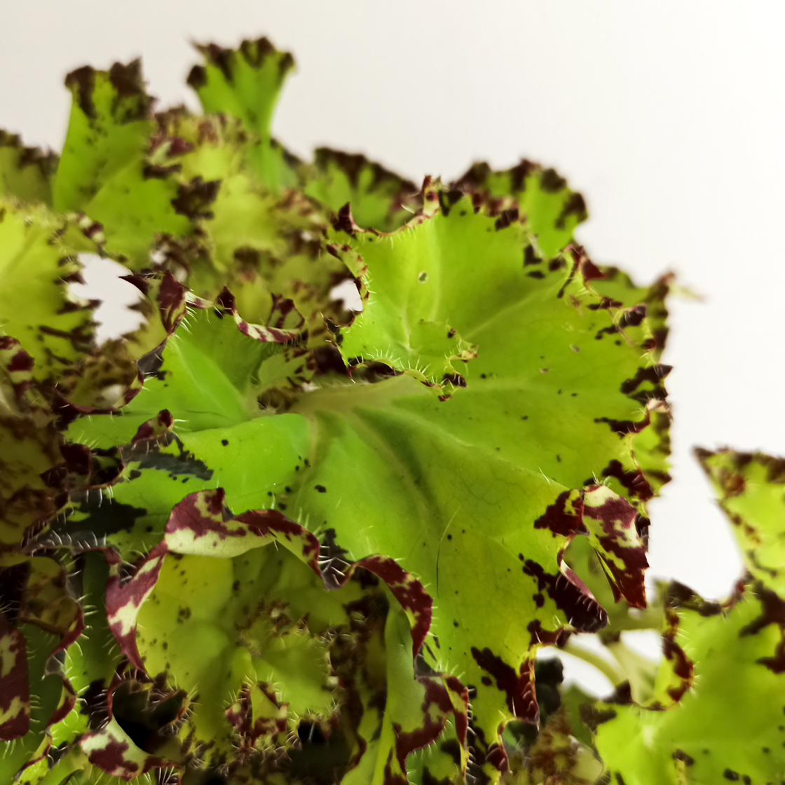 Бегония Рекс Ред Джайв (Begonia Rex Red Jive) D6см