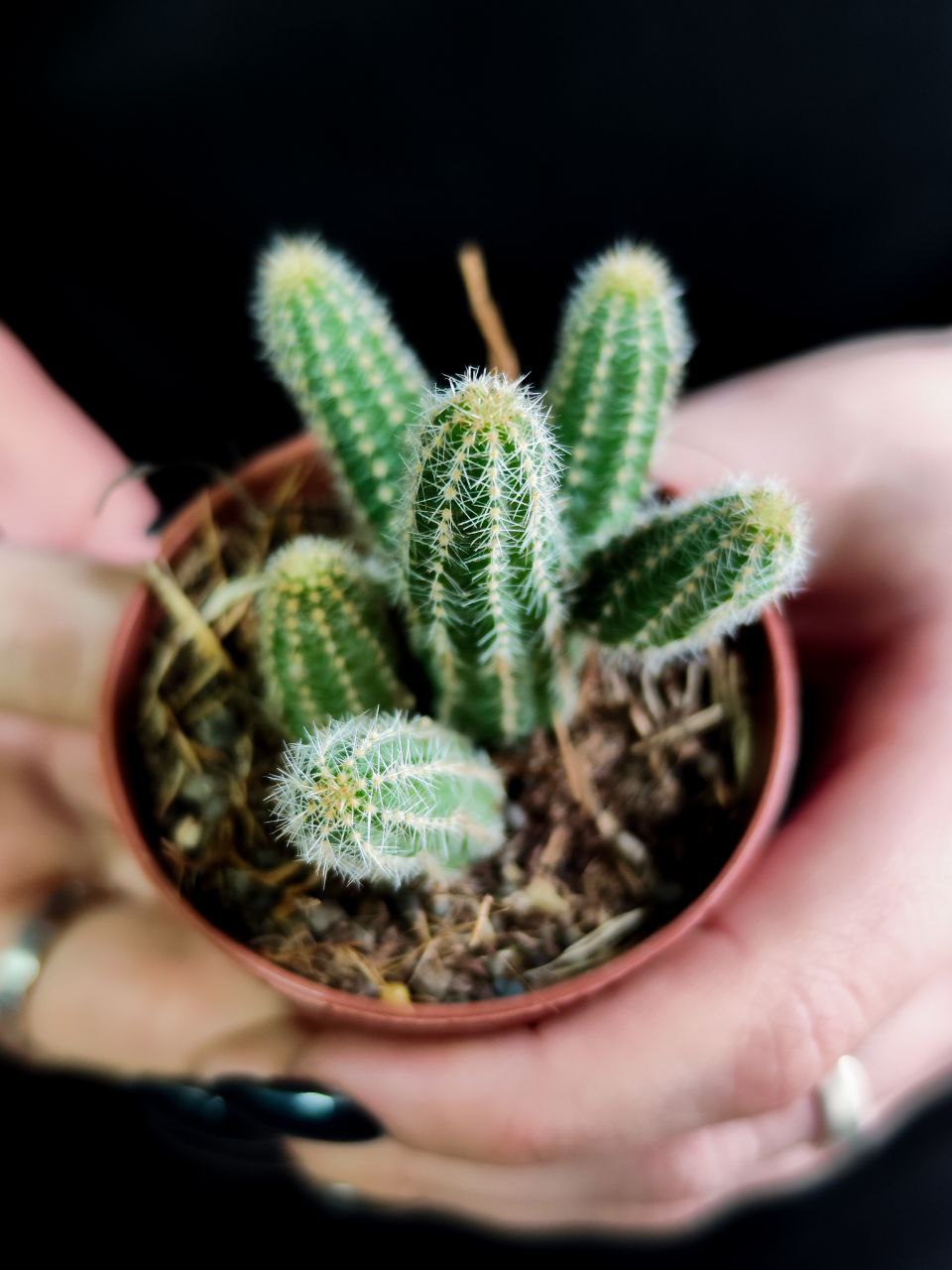Кактус Хамецереус Сильвестра (Chamaecereus Silvestrii) D5см