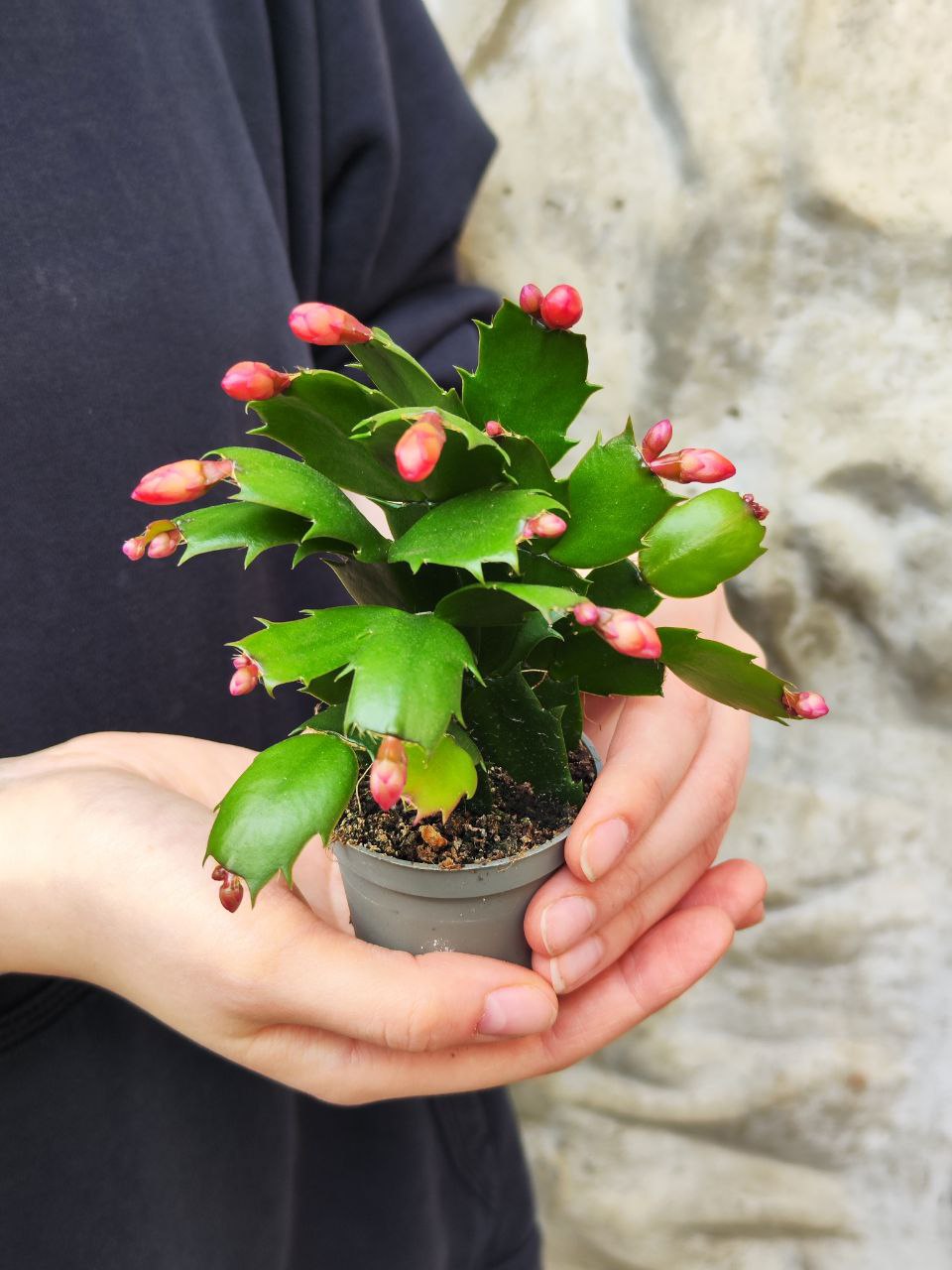Декабрист Красный, или Шлюмбергера (Schlumbergera Tendenza Red) D6см