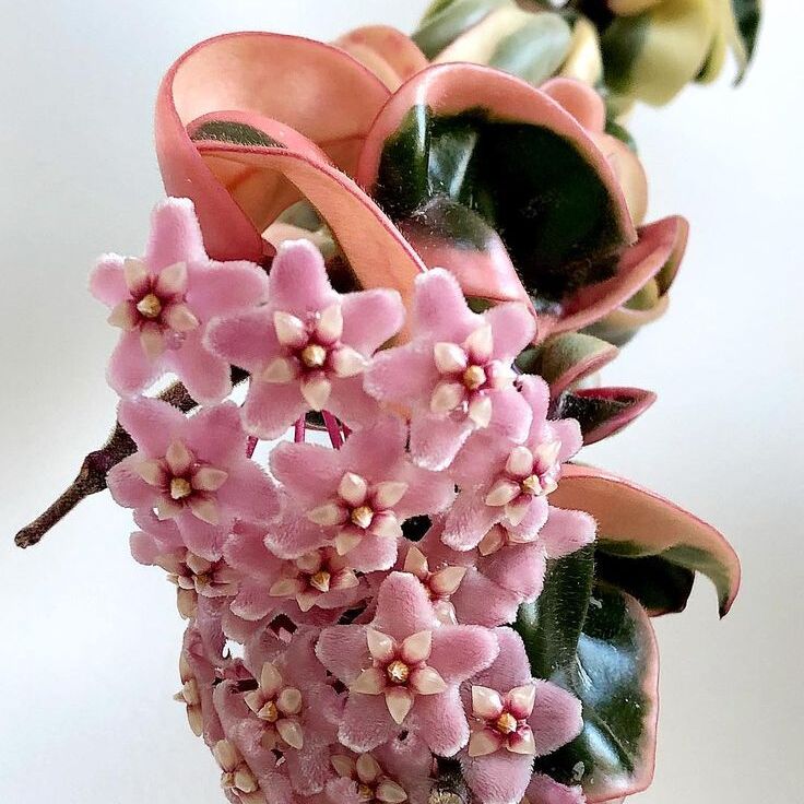 Хойя Карноза Компакта Вариегатная (Hoya Carnosa Compacta Variegata) D6см