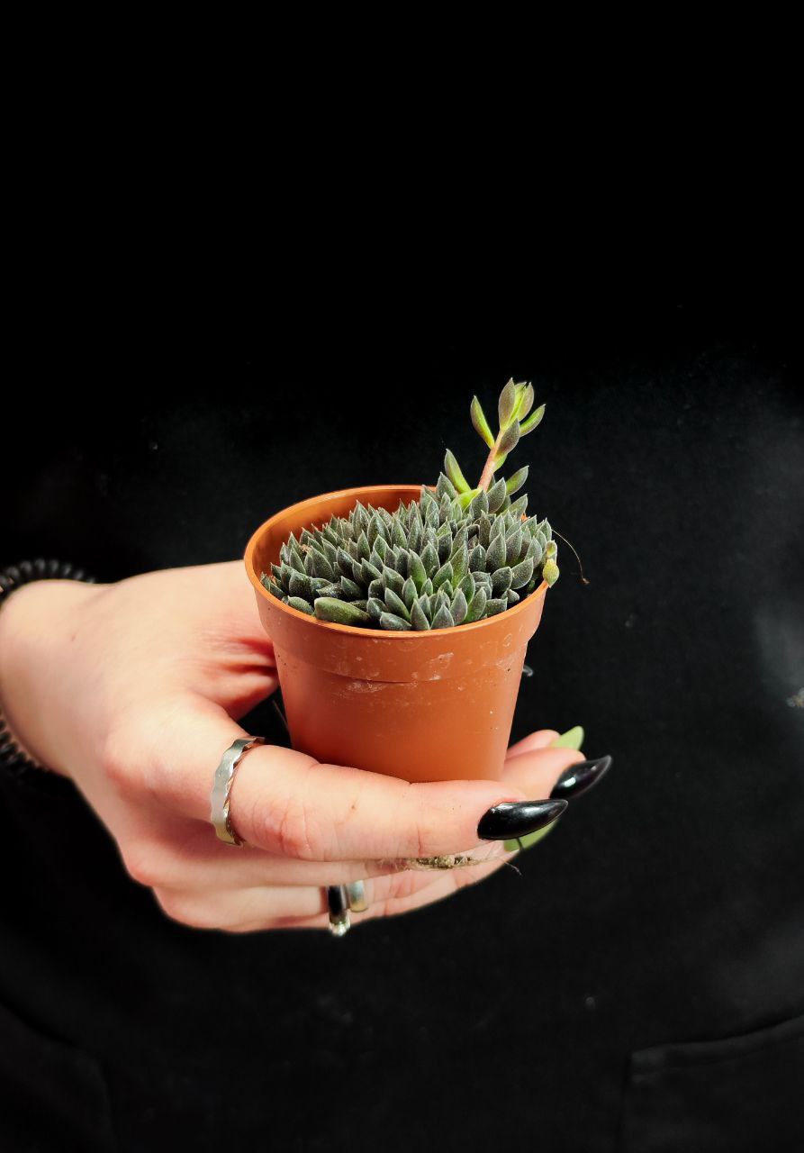 Синокрассула Юннаньская (Sinocrassula Yunnanensis) D5см