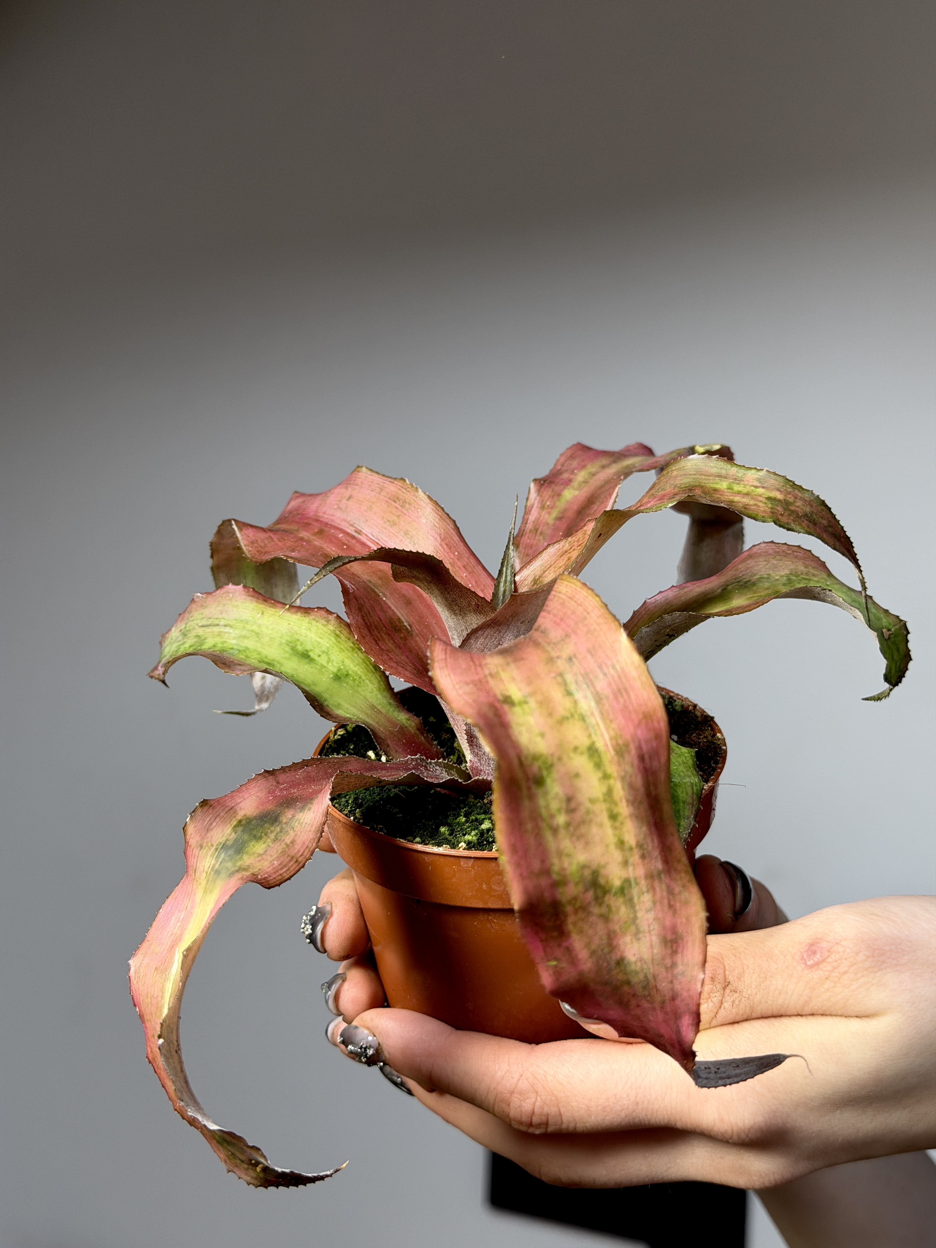 Криптантус Клубничный Фламбе (Cryptanthus Strawberry Flambee) D9см
