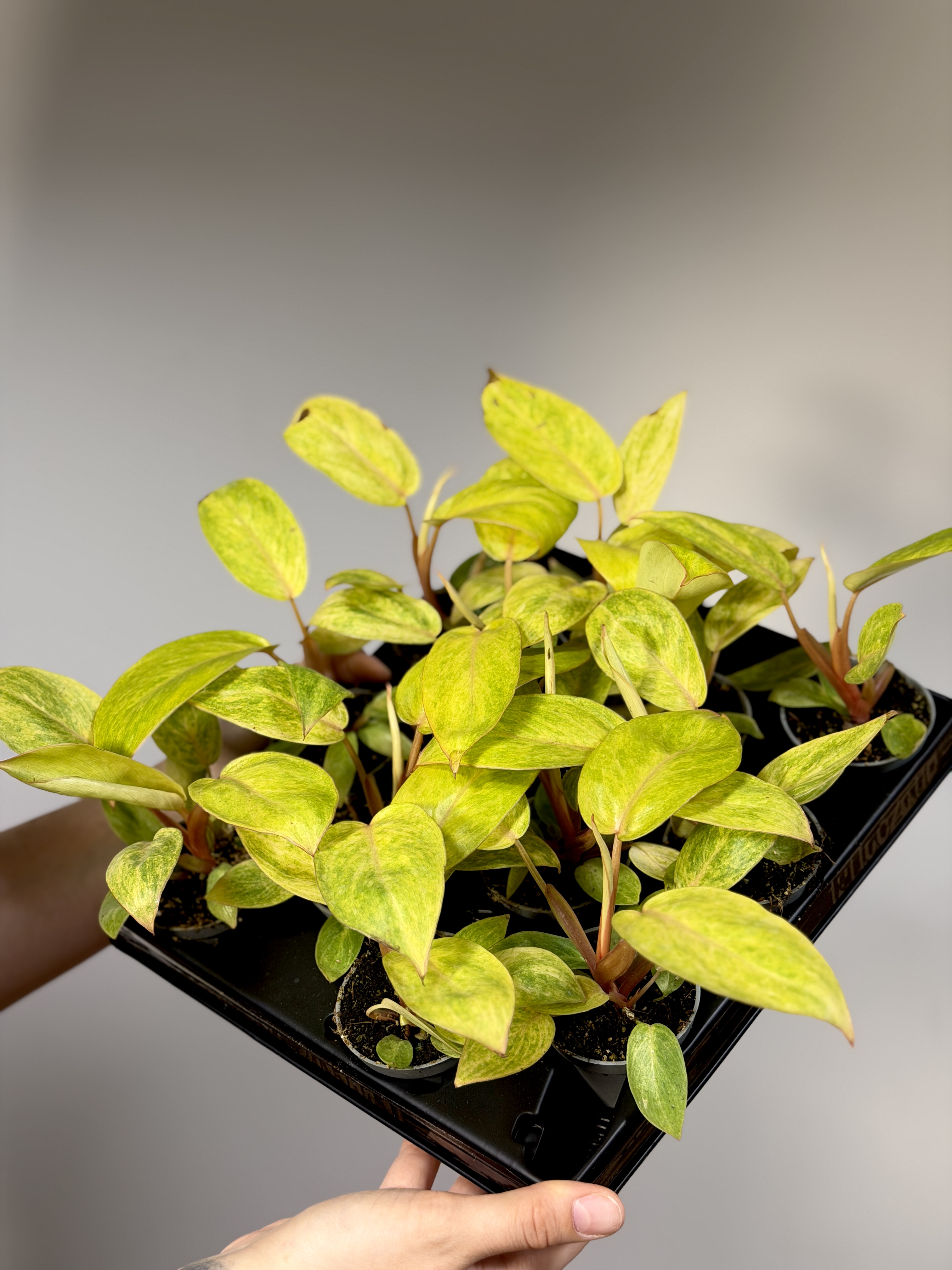 Филодендрон Расписная Леди (Philodendron Painted Lady) D6см