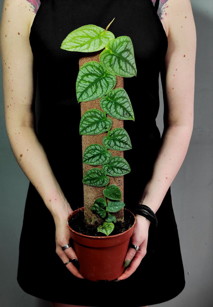 Монстера Дубиа (Monstera Dubia) D14см