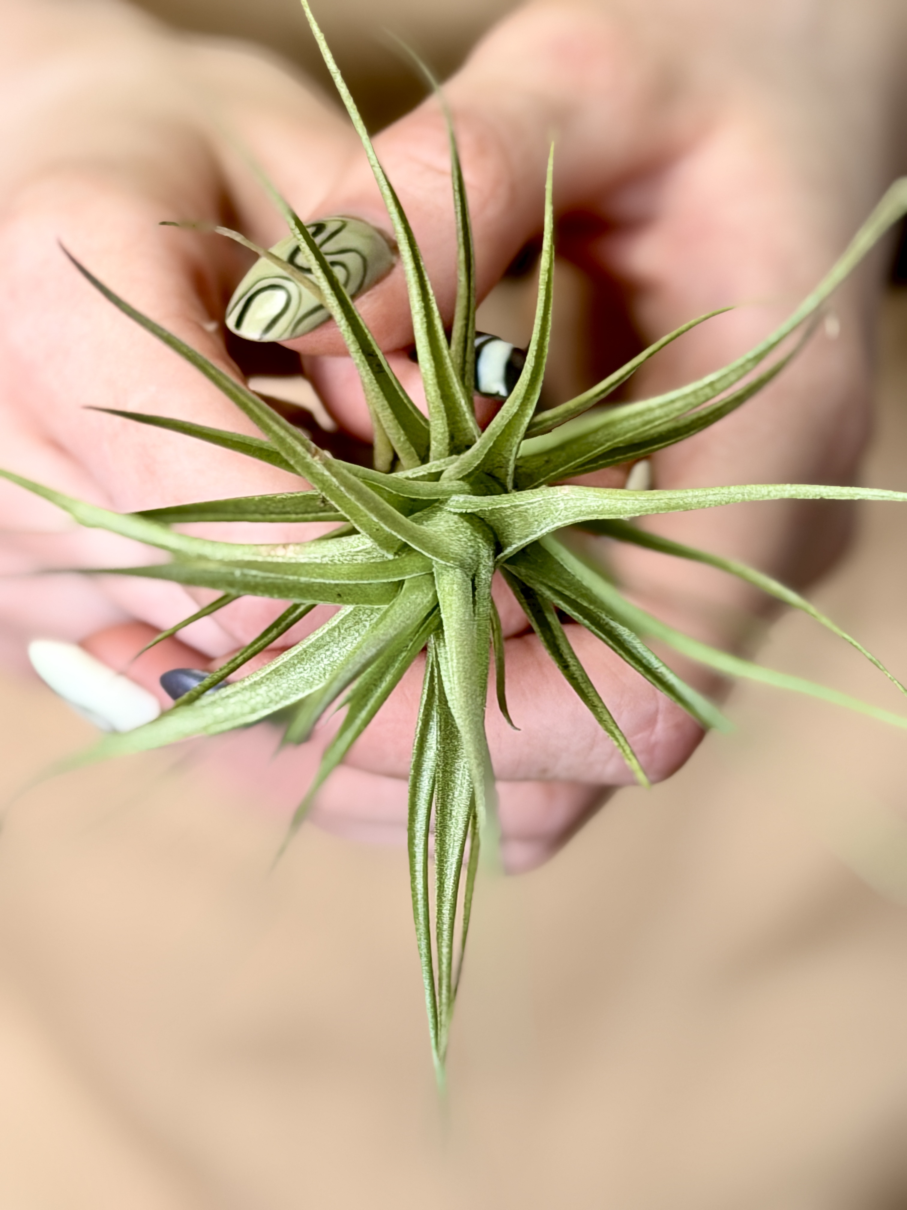 Тилландсия Бергери (Tillandsia Bergeri)