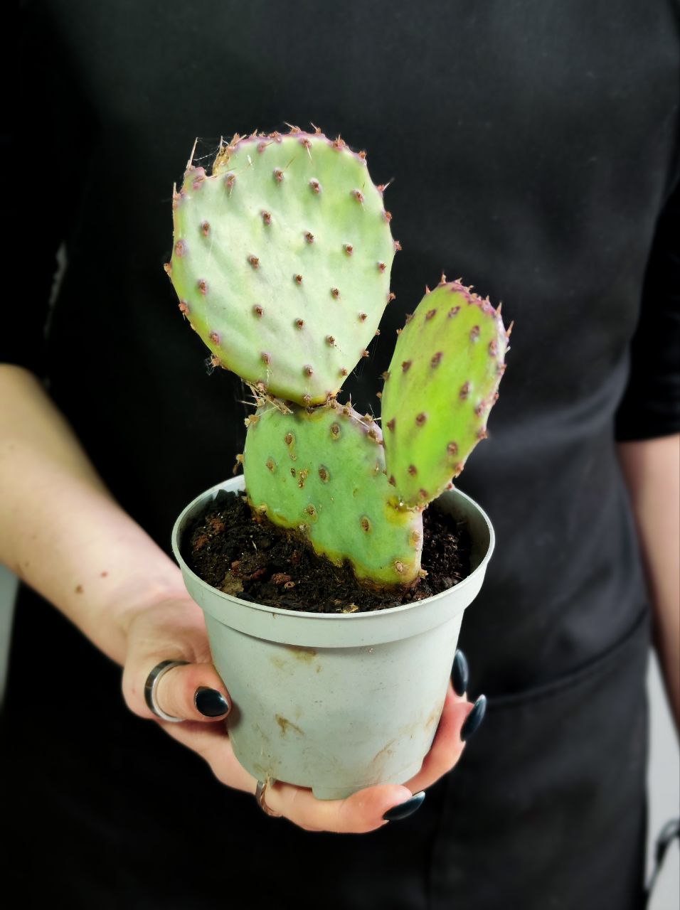 Пурпурная Опунция Макроцентра (Opuntia Macrocentra) D10см