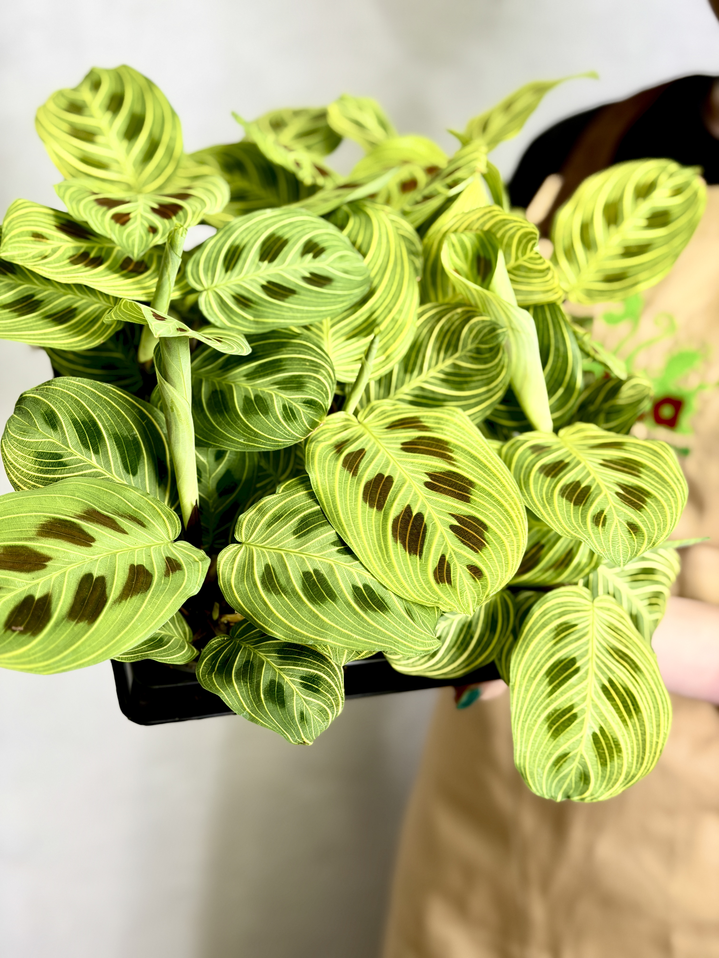 Маранта Голден Вейнс (Maranta Leuconeura Golden Veins) D6см