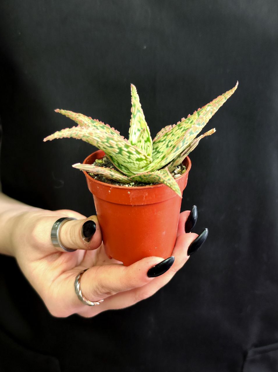 Алоэ Карола (Aloe Cristmas Carol) D5см