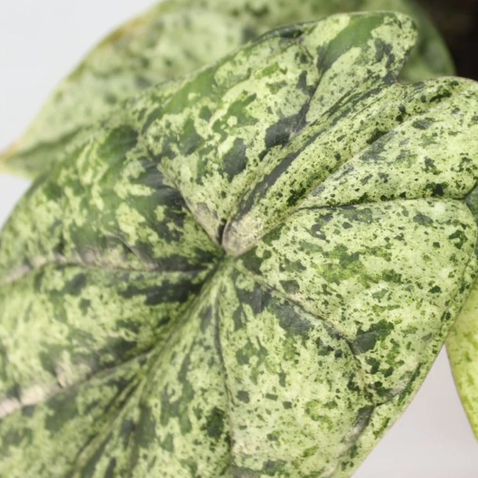 Алоказия Драгон Скейл Минт Вариегатная (Alocasia Dragon Scale Mint Variegata) D6см