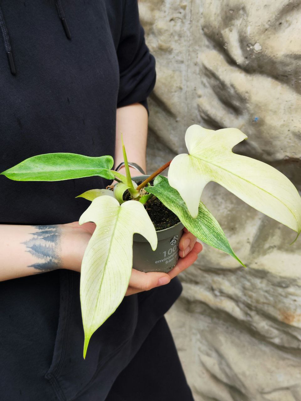 Филодендрон Флоридский Призрак Вариегатный Минт (Philodendron Florida Ghost Mint Variegated) D11см