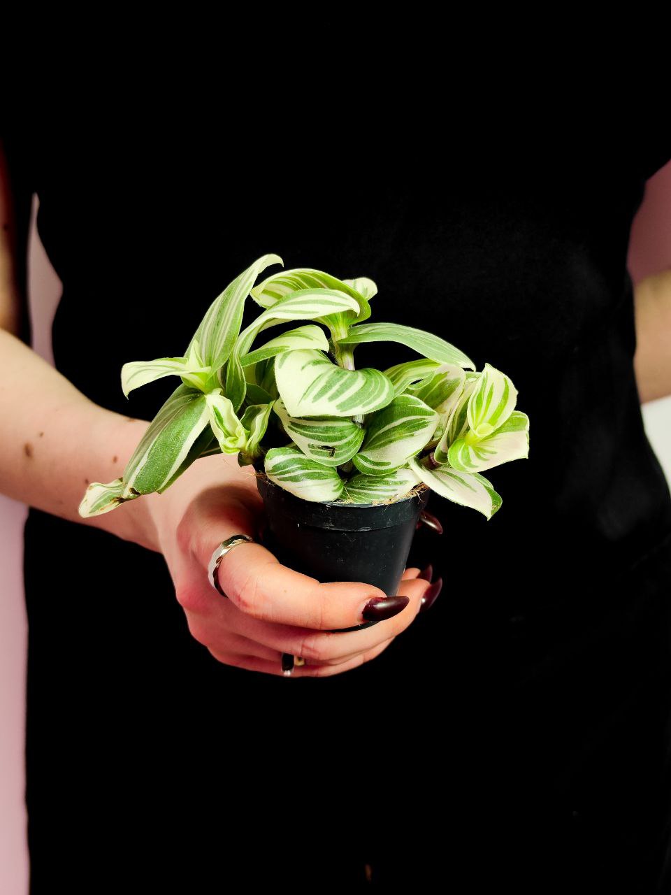 Традесканция Белоцветковая Брайтнесс (Tradescantia Brightness) D5см