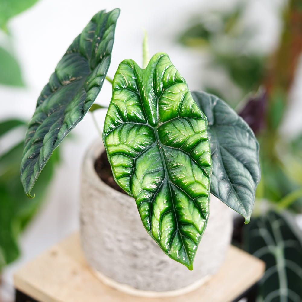 Алоказия Синуата (Alocasia Sinuata) D11см