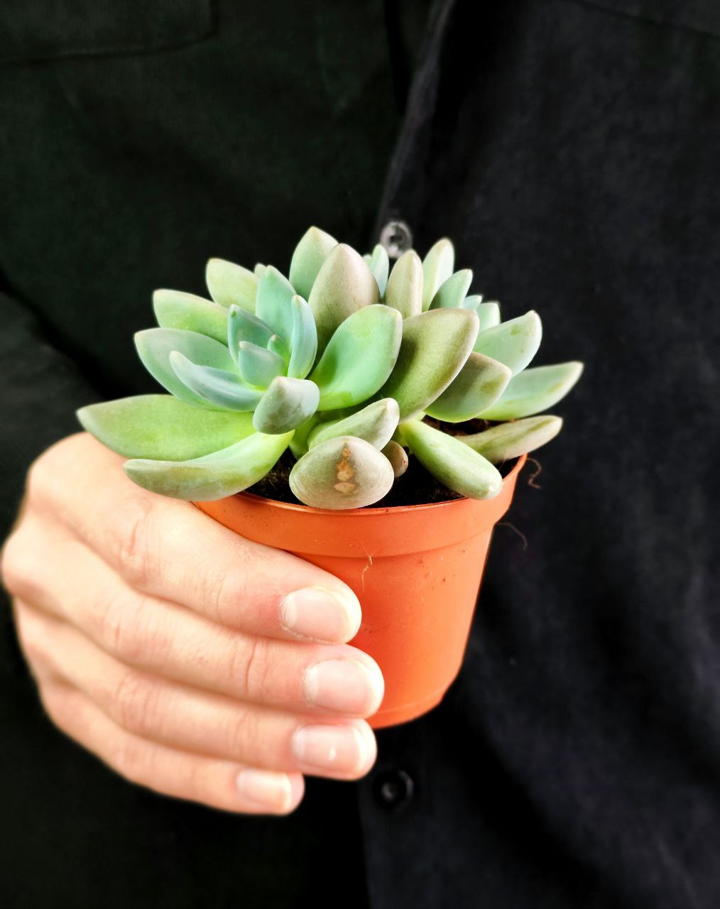 Пахифитум Брактеосум Фиткай (Pachyphytum Bracteosum Fitkai) D8,5см