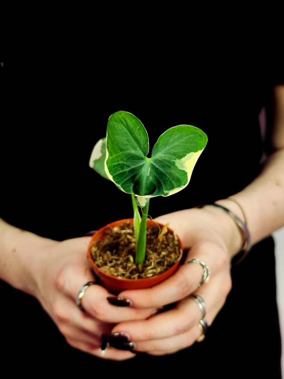 Алоказия Ксантозома Микки Маус (Alocasia Xanthosoma Mickey Mouse) D6см