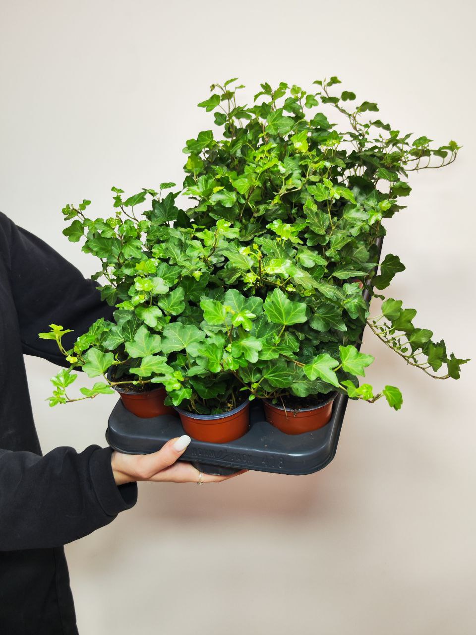 Хедера Хеликс Грин, Плющ (Hedera Helix Green) D9см