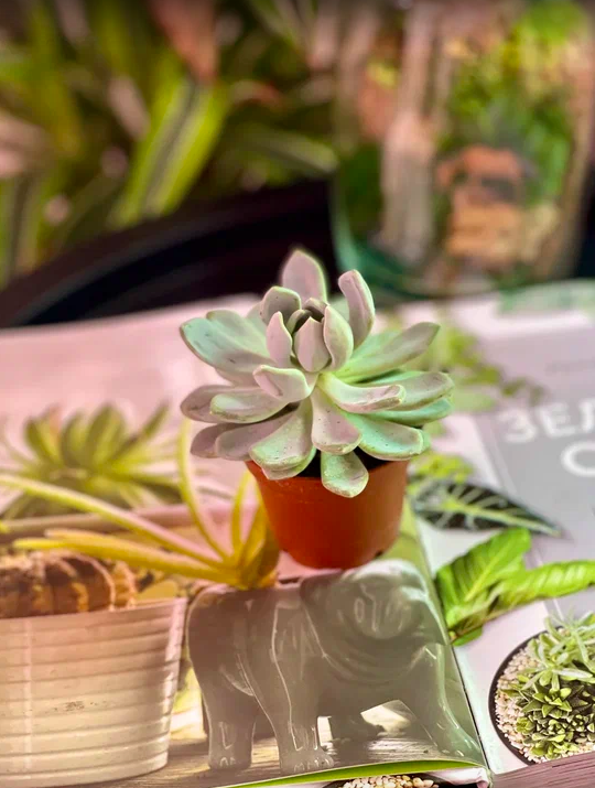 Пахифитум Брактеосум, или Прицветниковый (Pachyphytum Bracteosum) D5см