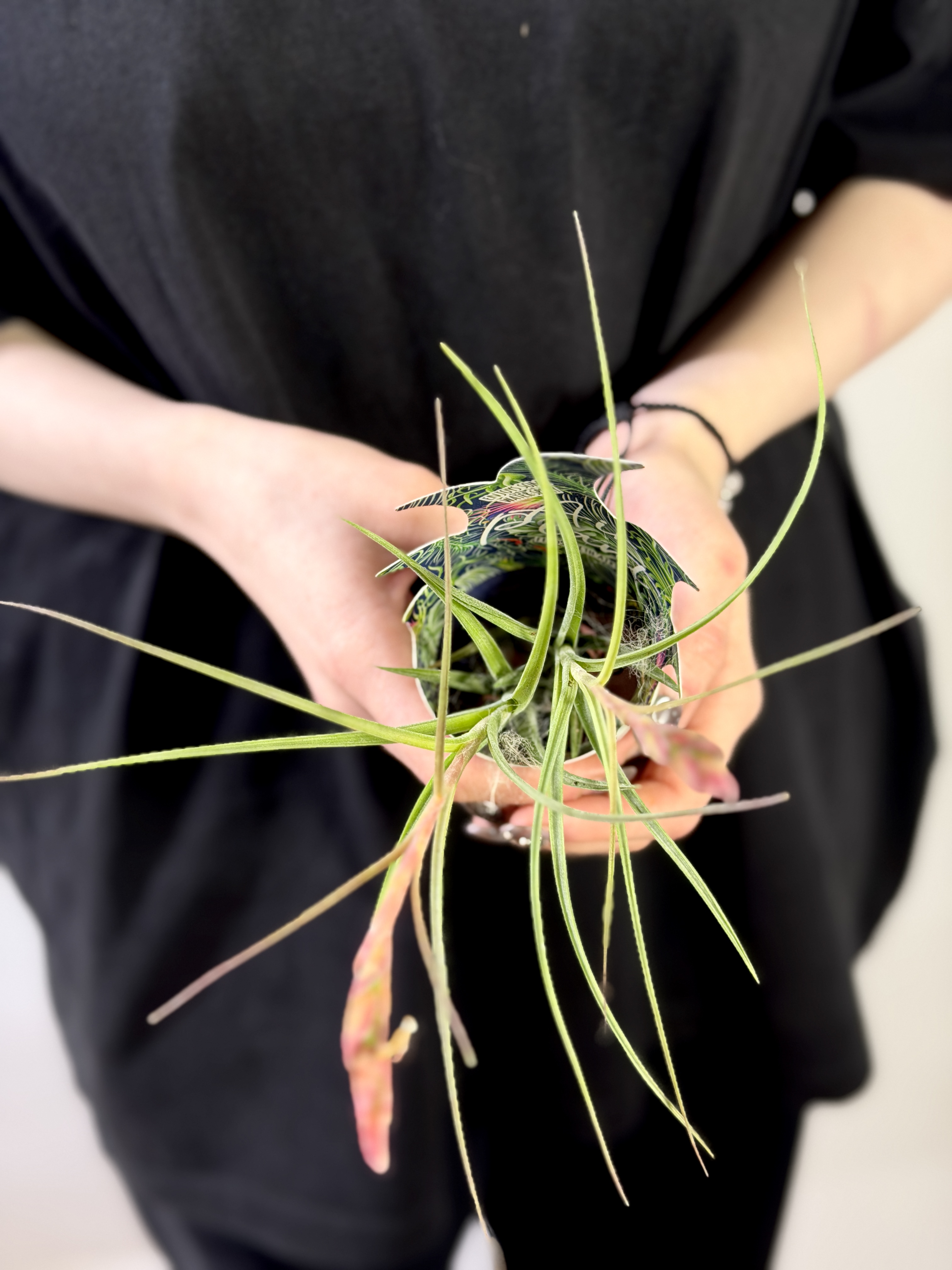 Тилландсия Шидеана (Tillandsia Schiedeana)