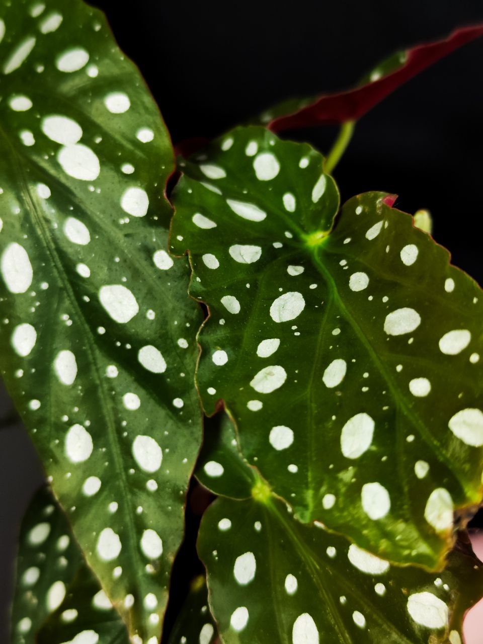 Бегония Пятнистая, или Бегония Макулата (Begonia Maculata) D12см
