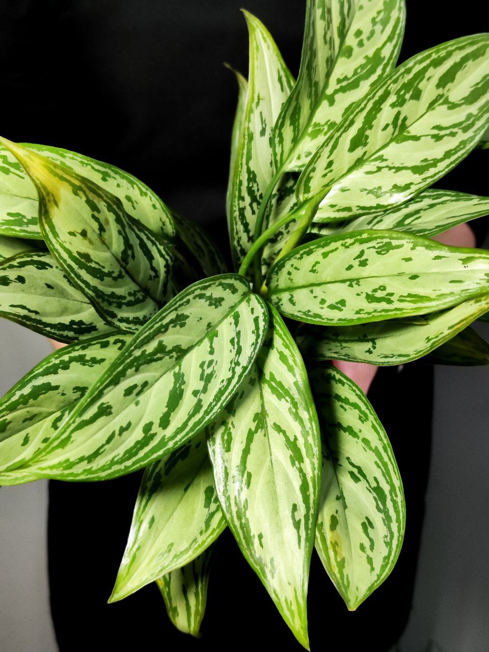 Аглаонема Сильвер Квин (Aglaonema Silver Queen) D12см