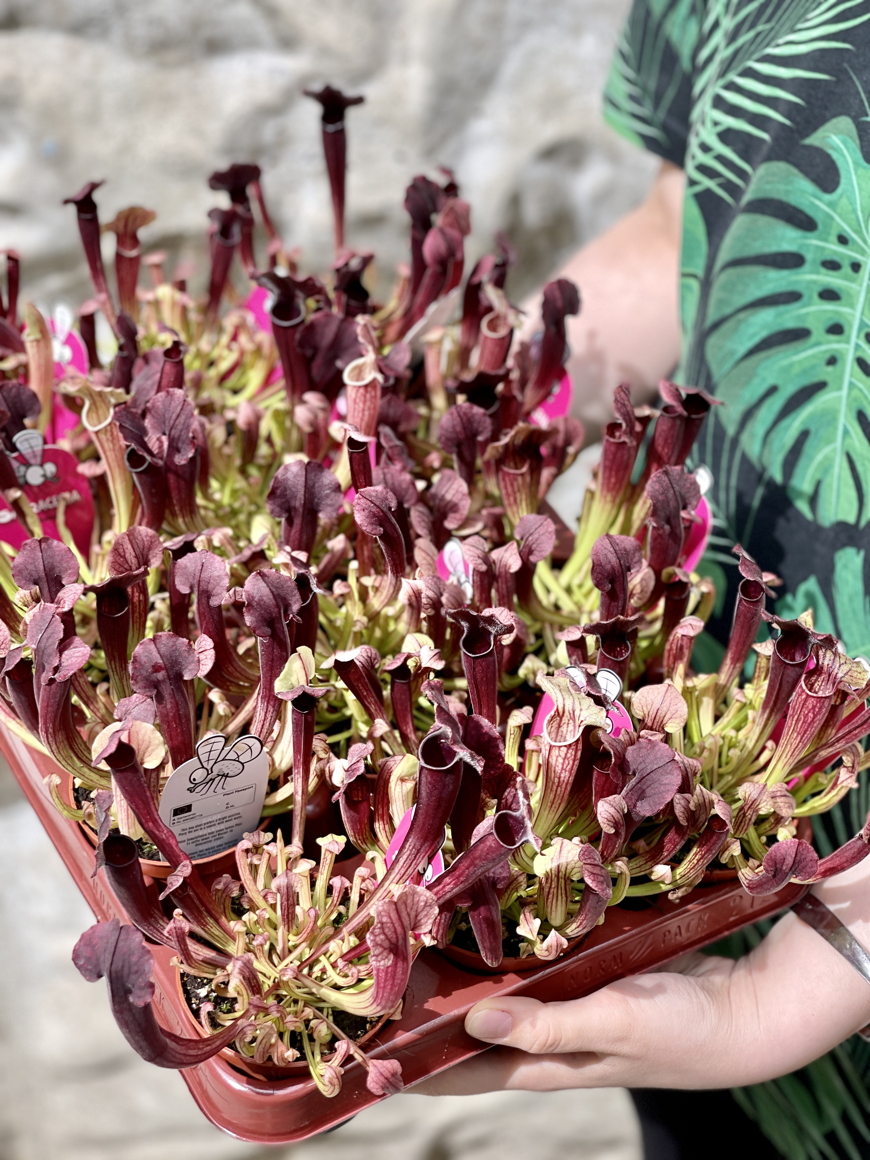 Саррацения Томас (Sarracenia Thomas) D9cм
