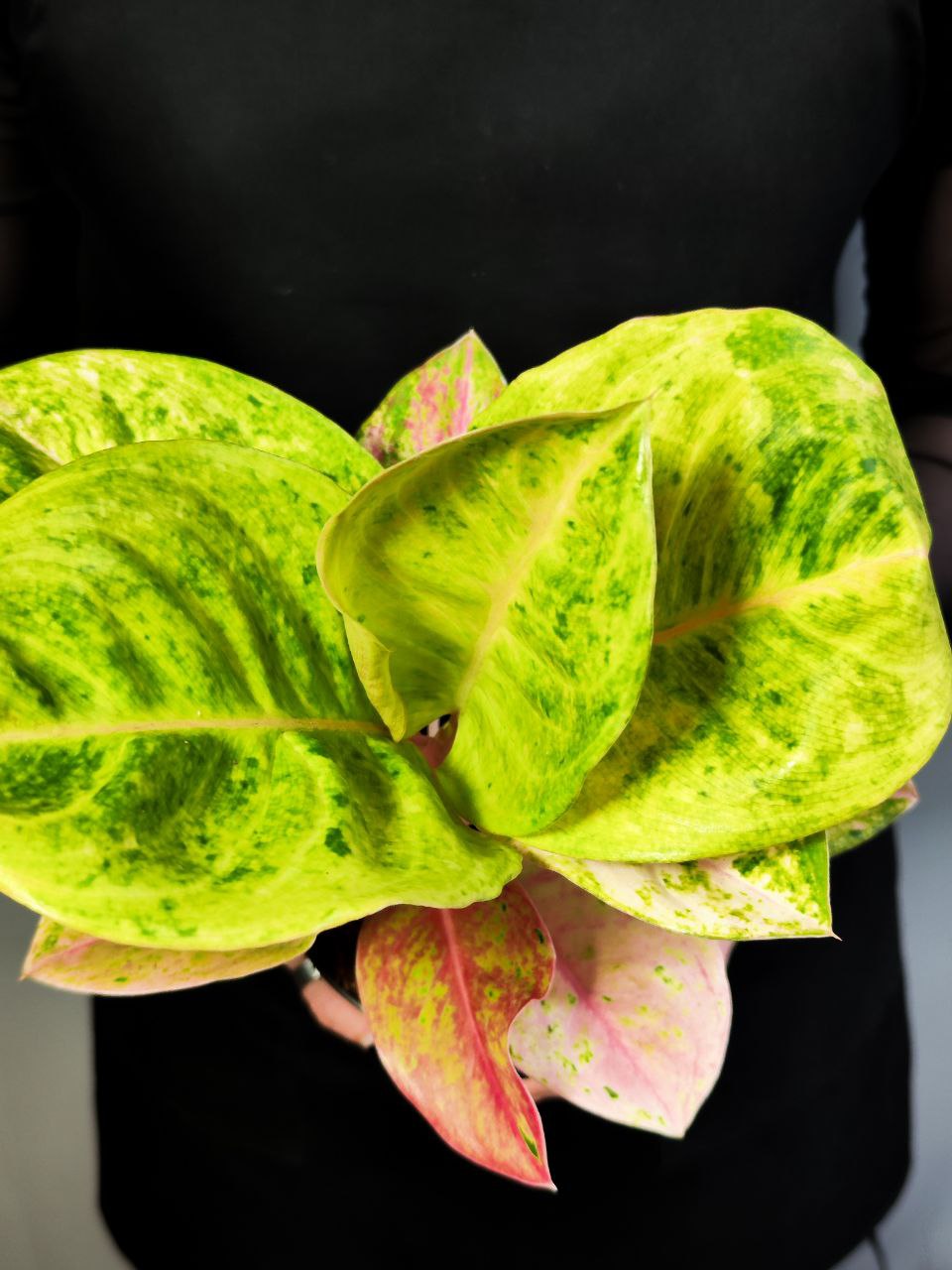 Аглаонема Эпл Фэнтези (Aglaonema Apple Fantasy) D12см