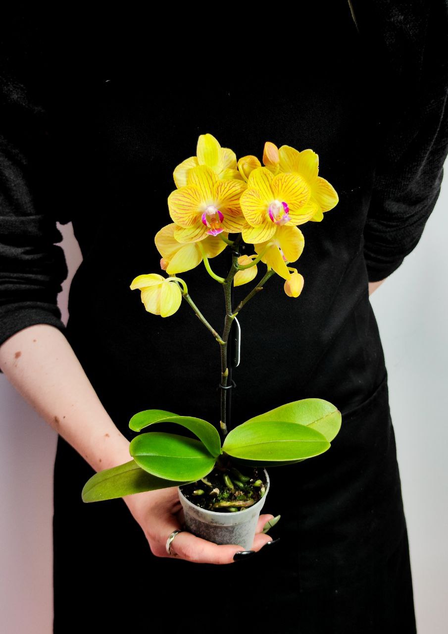 Орхидея Фаленопсис Желтая Торино (Phalaenopsis Torino Yellow) D6см