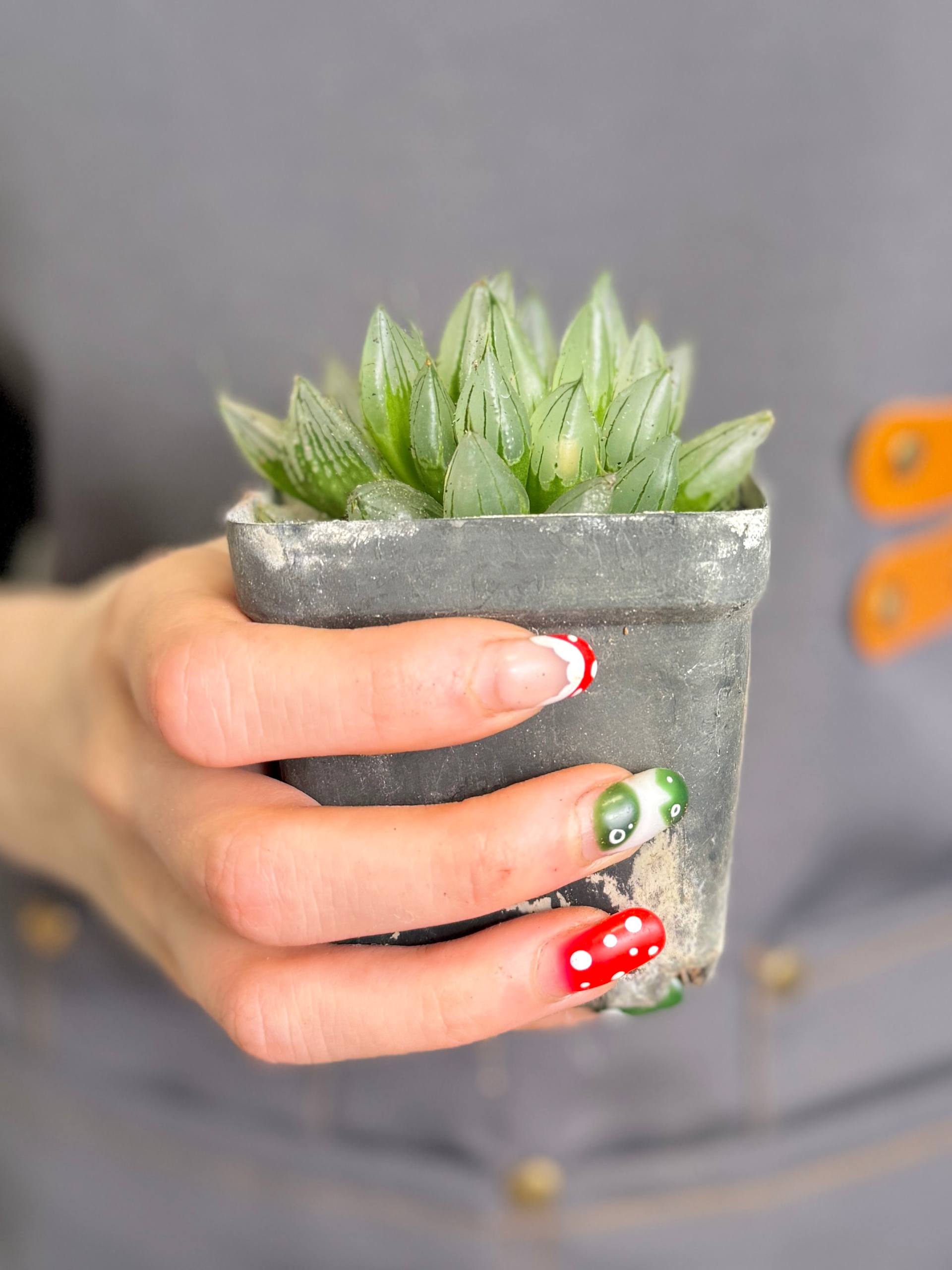 Хавортия Магнифика Атрофуска (Haworthia Magnifica var. Atrofusca) D7см