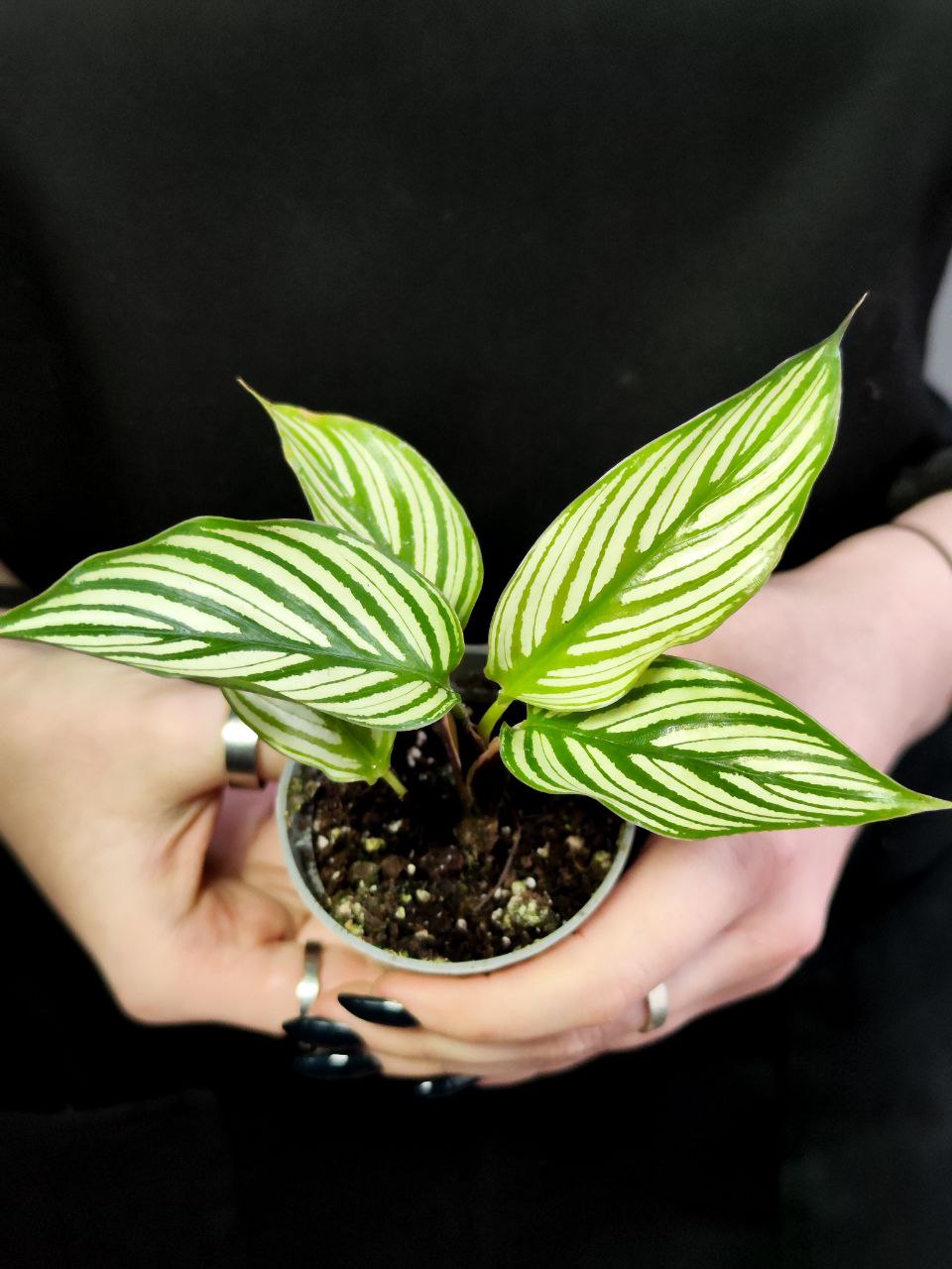 Калатея Витатта (Calathea Species Vittata) D6см