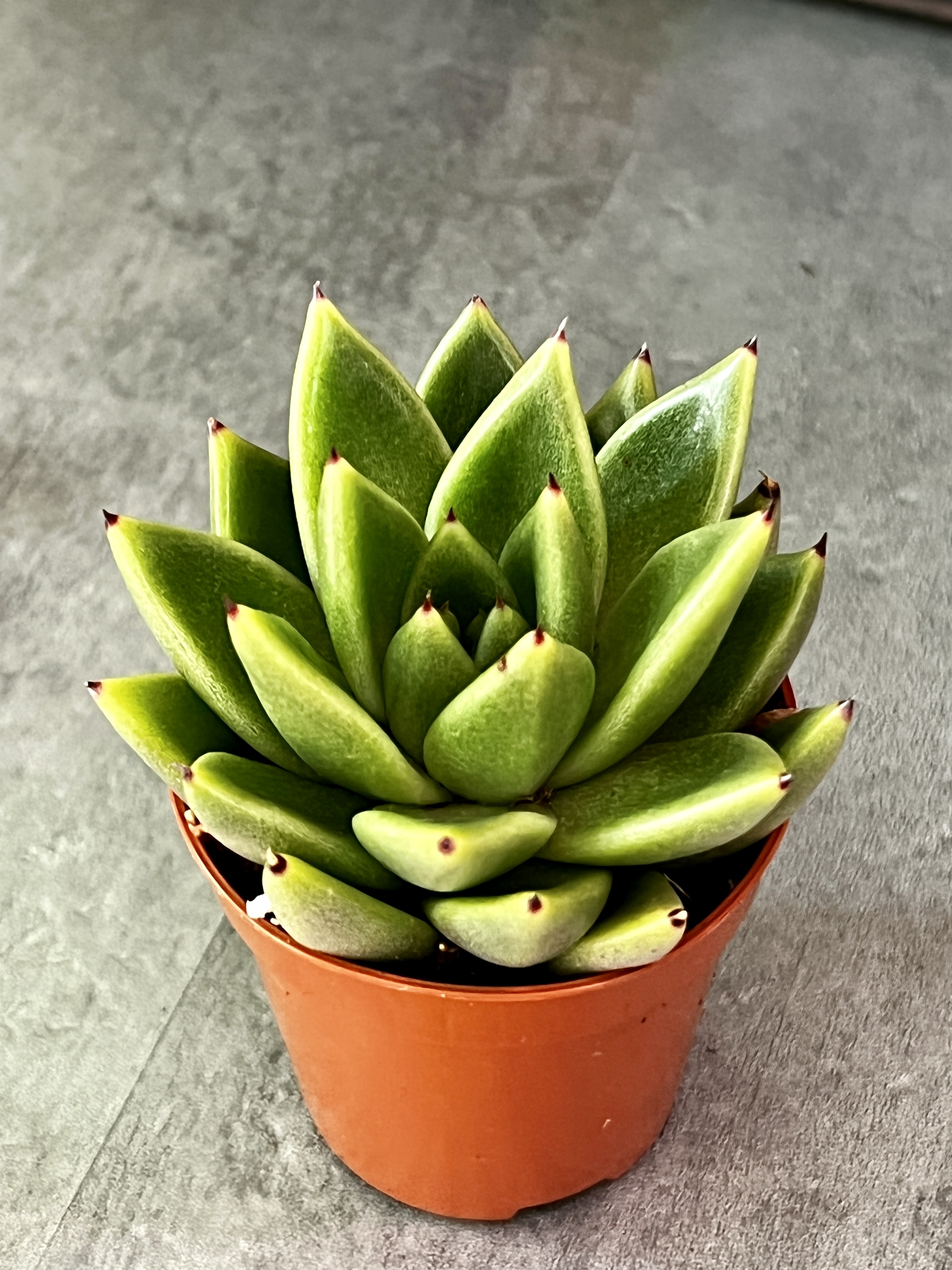 Эхеверия Агавовидная (Echeveria Agavoides) D5см