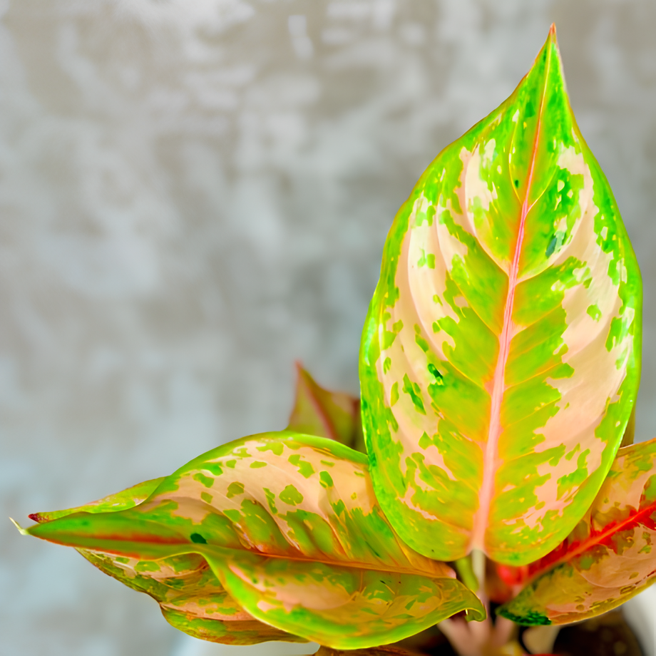 Аглаонема Пастелла (Aglaonema Pastella) D12см