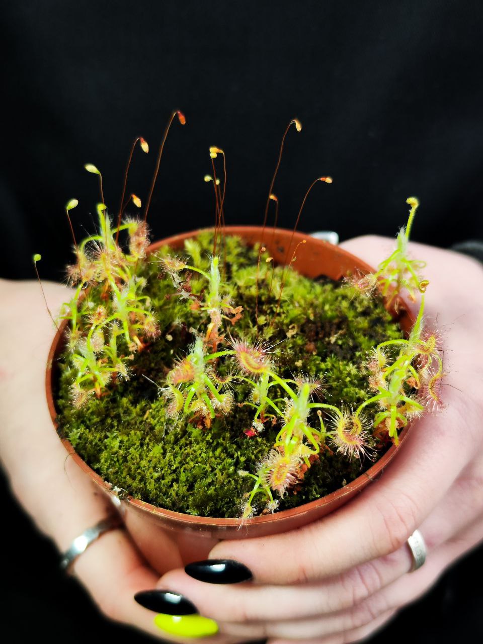Росянка Скорпион (Drosera Scorpioides) D9см