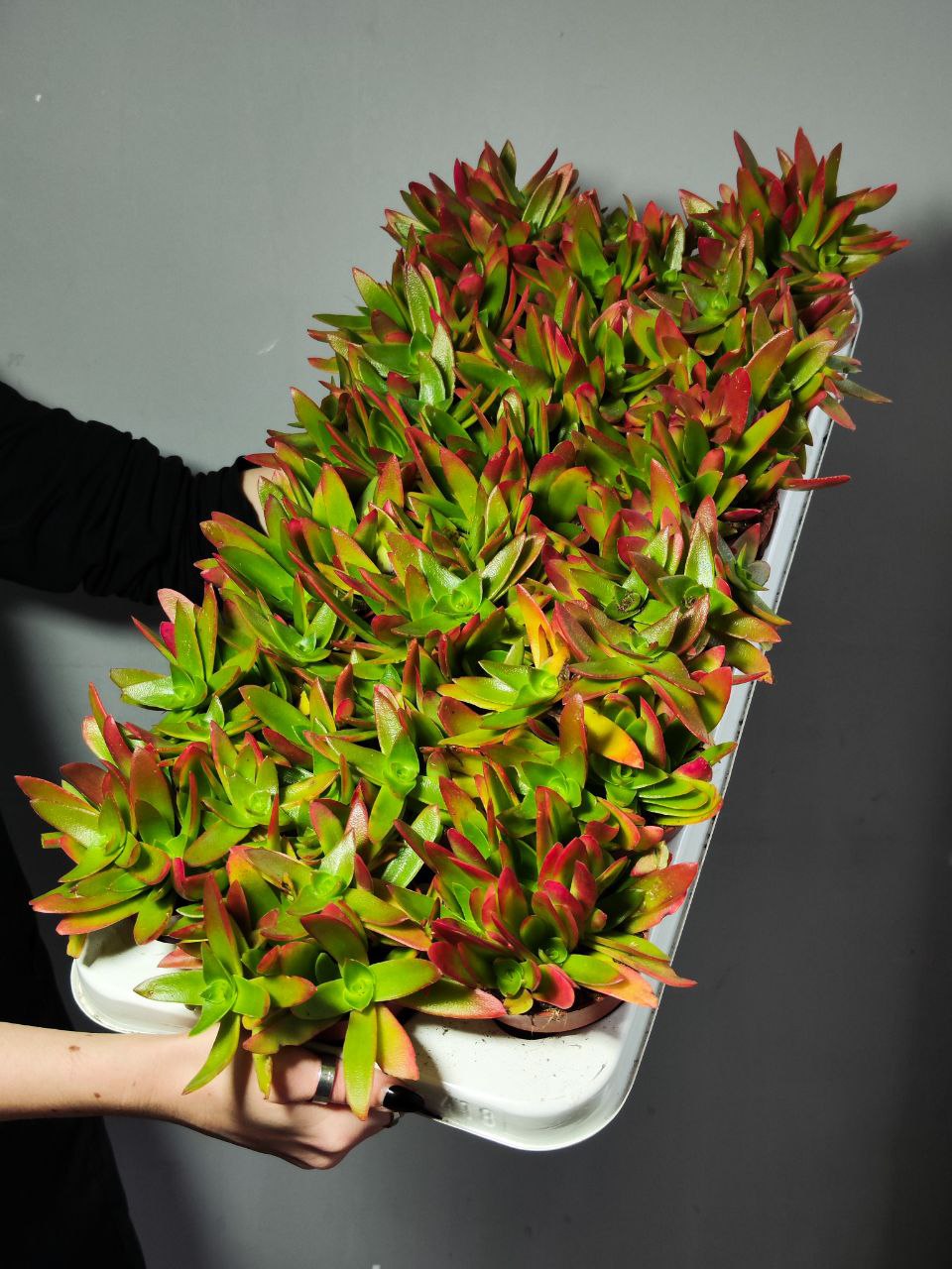 Крассула Капителла Кэмпфайер Ред (Crassula Capitella Campfire Red) D8,5см