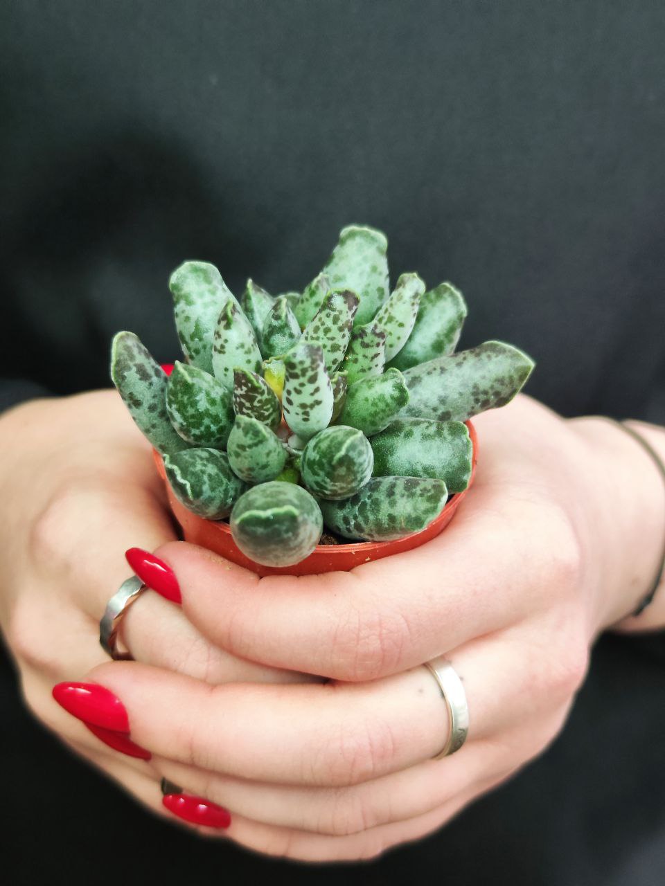 Адромискус Фестивус или Утонченный (Adromischus Festivus) D5см