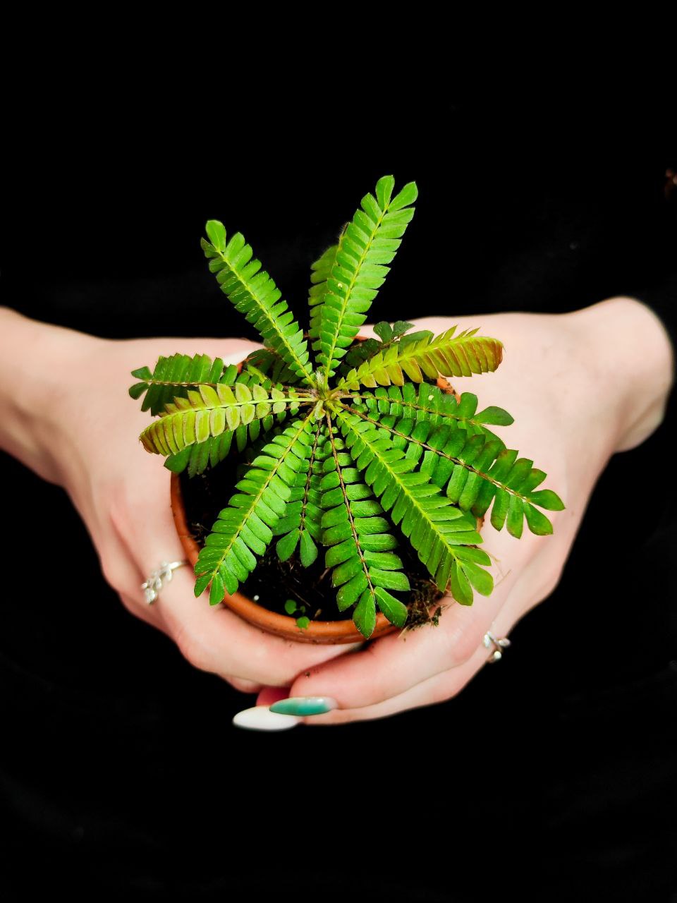 Биофитум Чувствительный (Biophytum Sensitivum) D9см