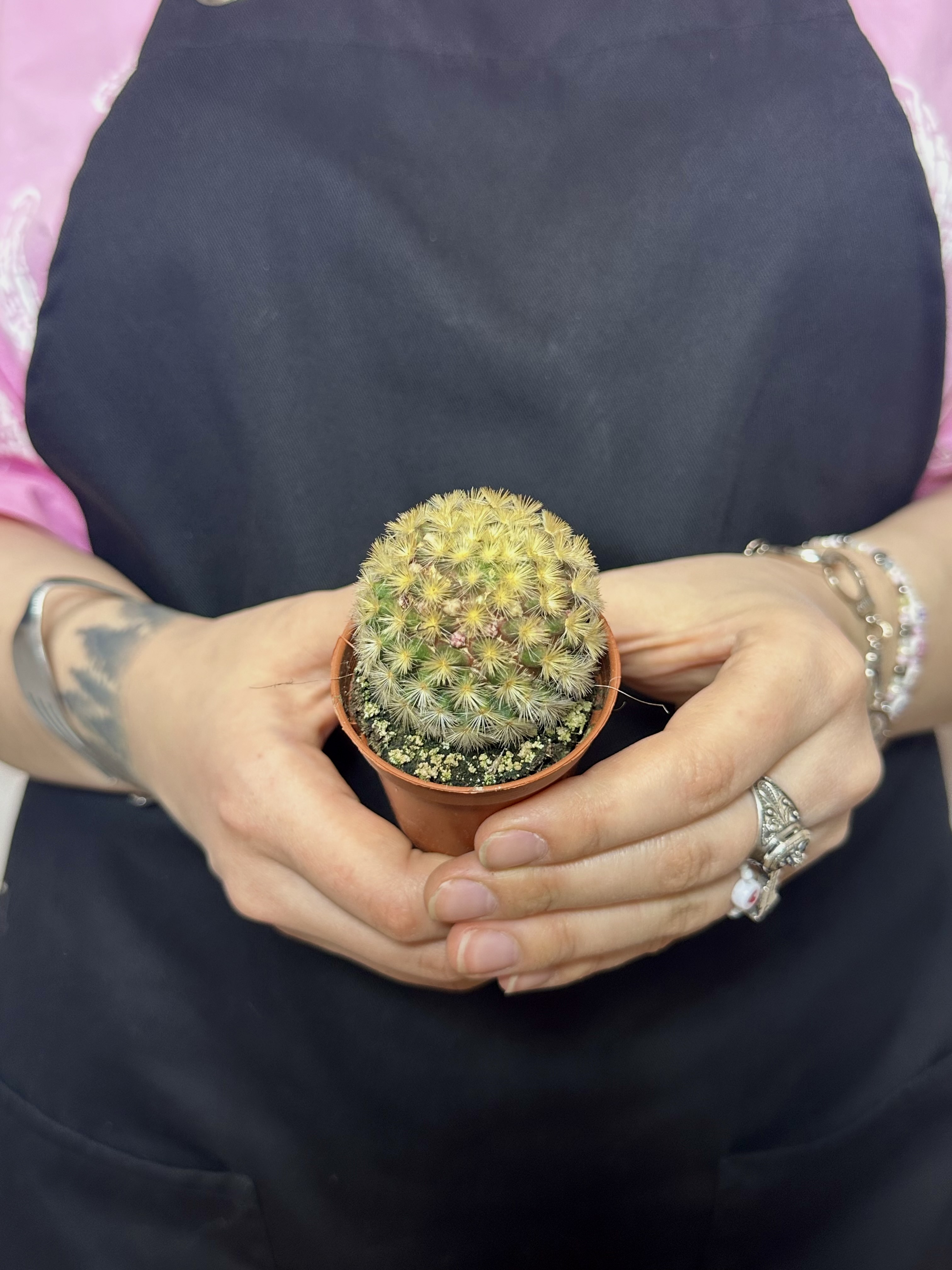Маммиллярия Кармен Рубриспина (Mammillaria Carmenae Rubrispinus) D5см