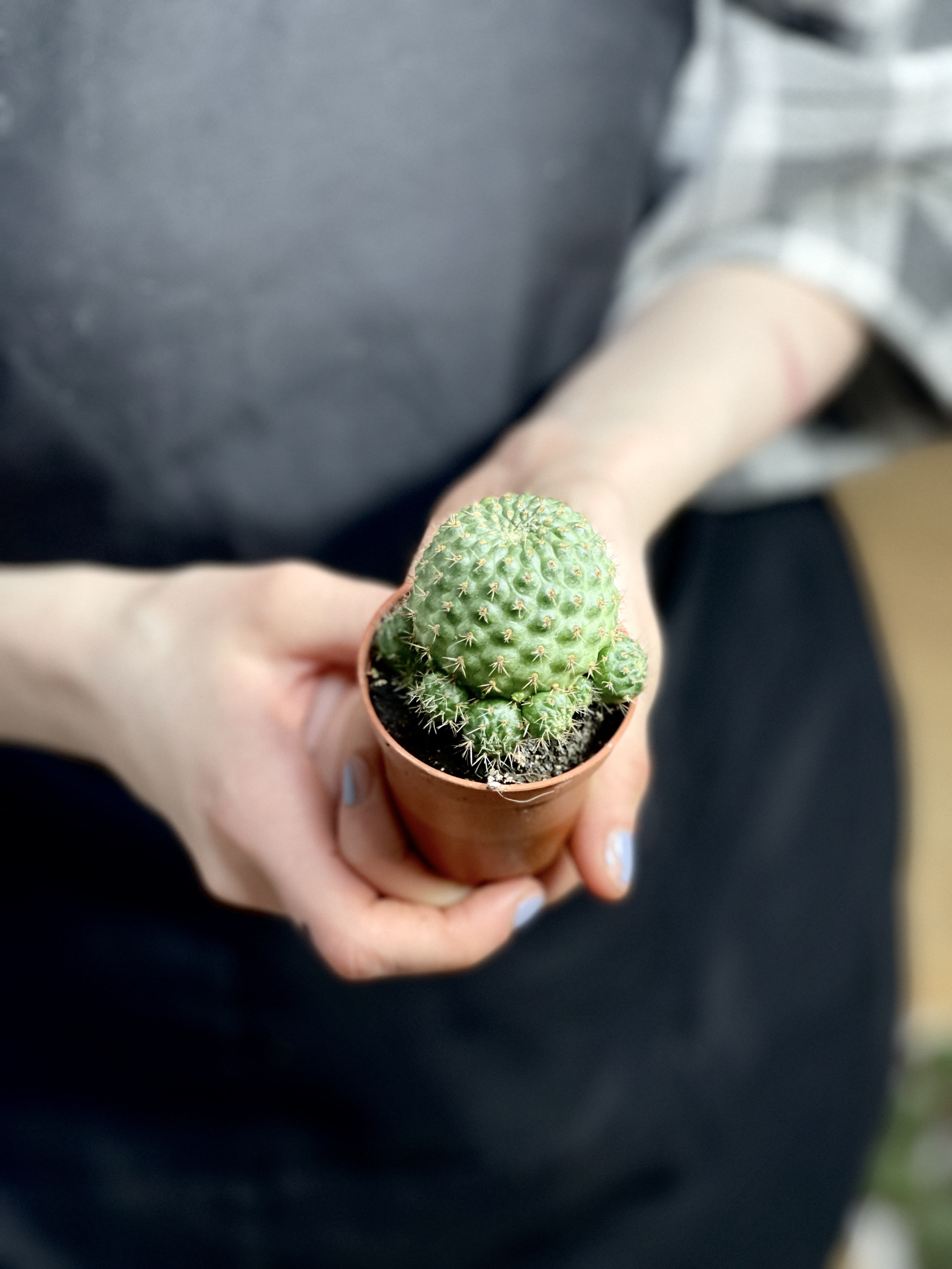 Ребуция Нитида (Rebutia Nitida) D5см